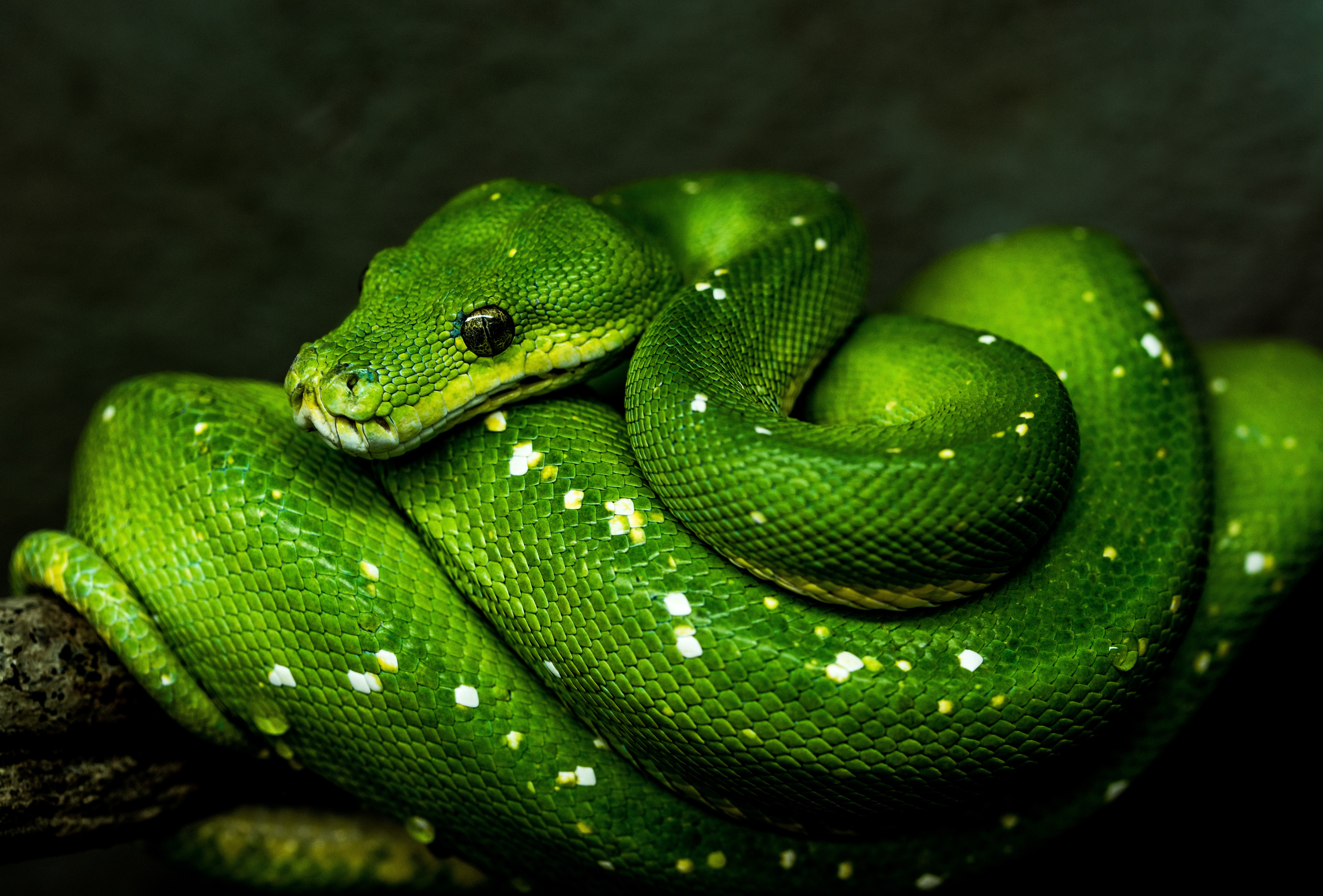 Green Tree Python coiled on a branch HD Wallpaper