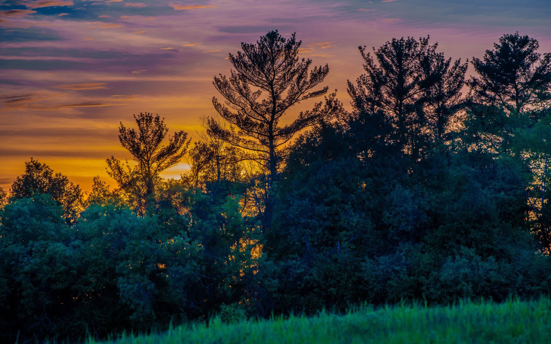 Silhouette of trees against a colorful sunset sky HD Wallpaper