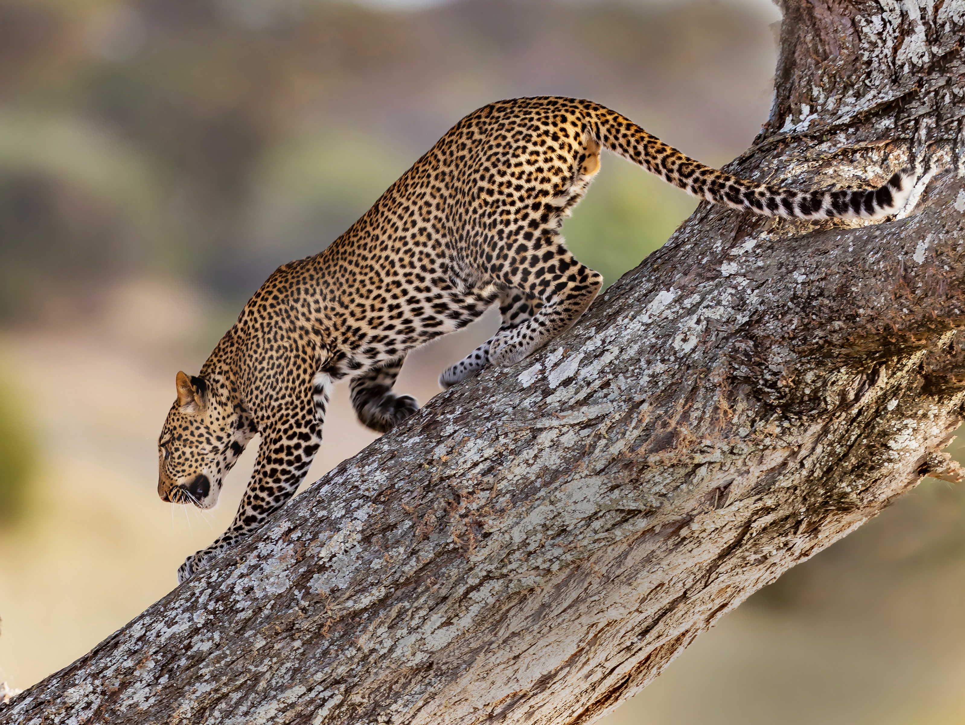 Leopard climbing on a tree branch HD Wallpaper
