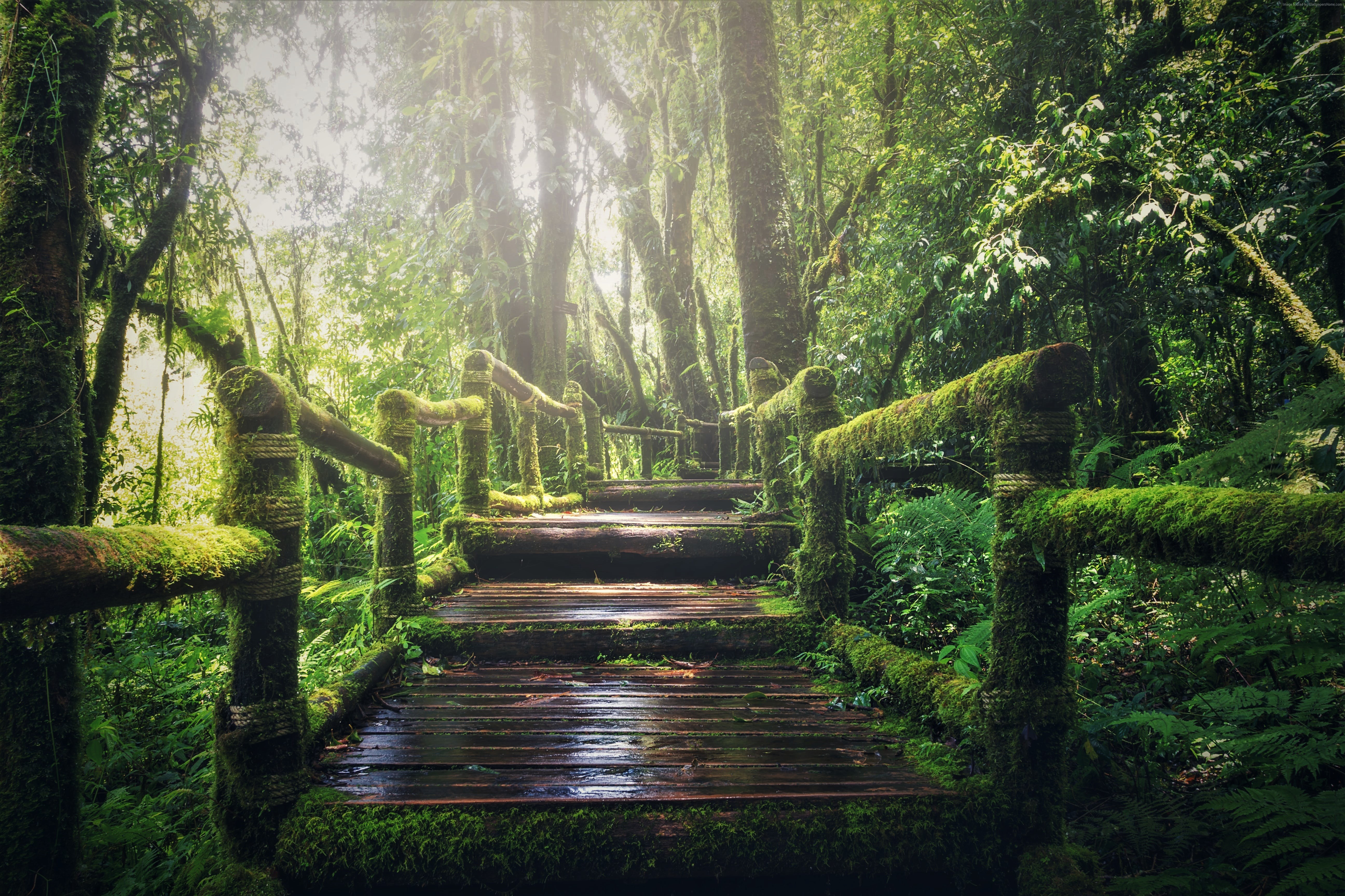 Moss-covered boardwalk through a misty forest HD Wallpaper
