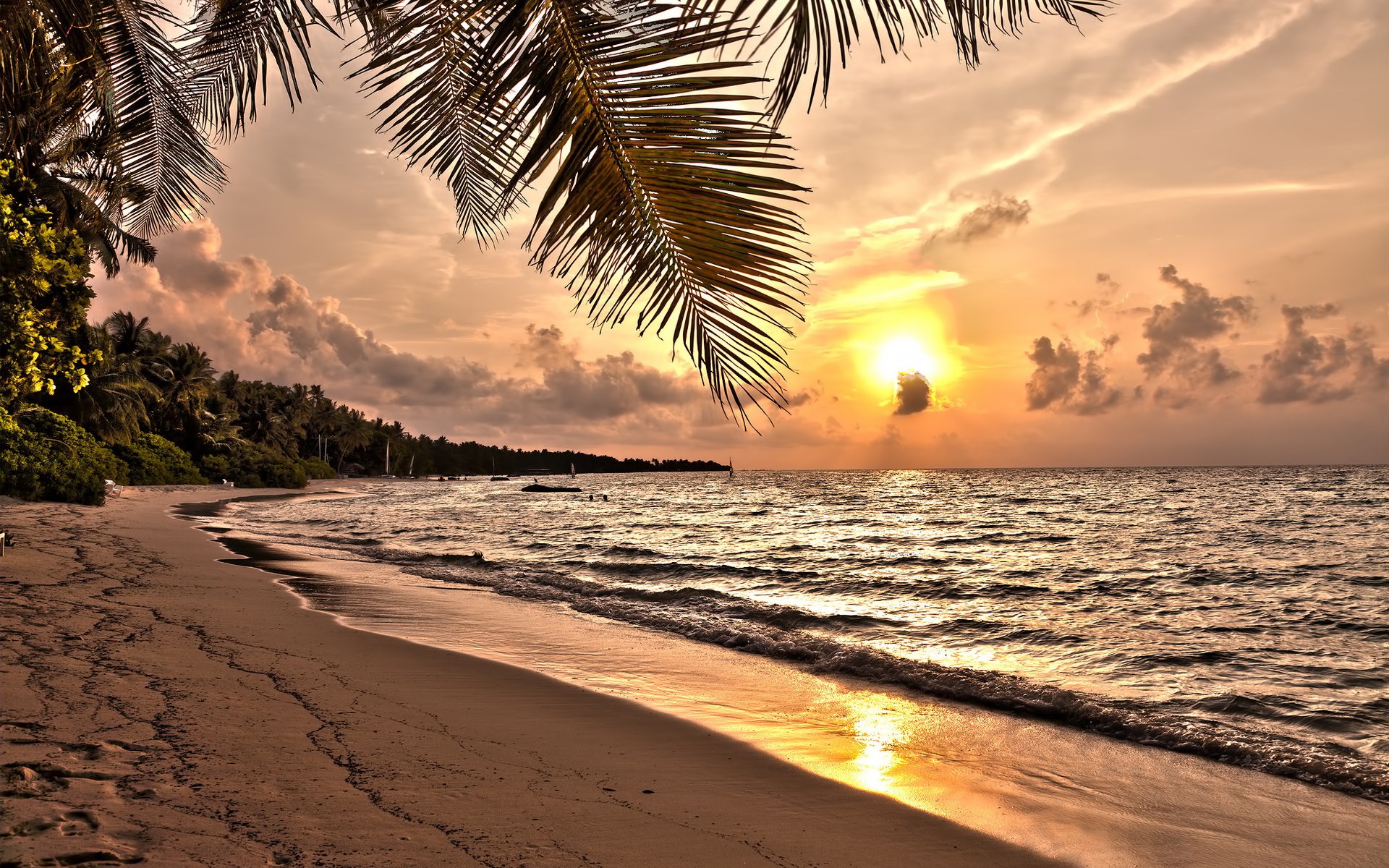 Tropical beach at sunset with palm trees HD Wallpaper