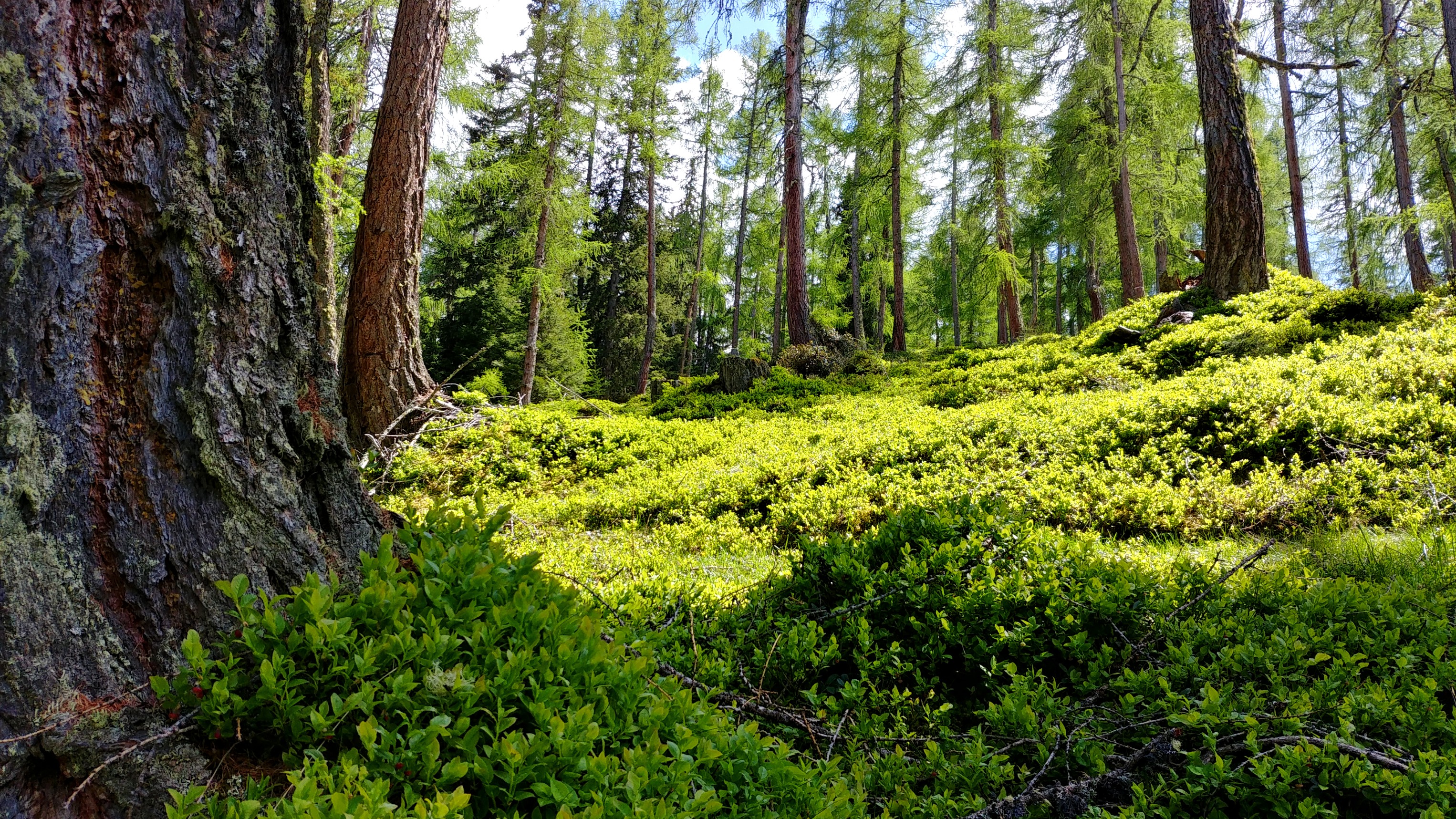 Forest floor with trees and green bushes HD Wallpaper