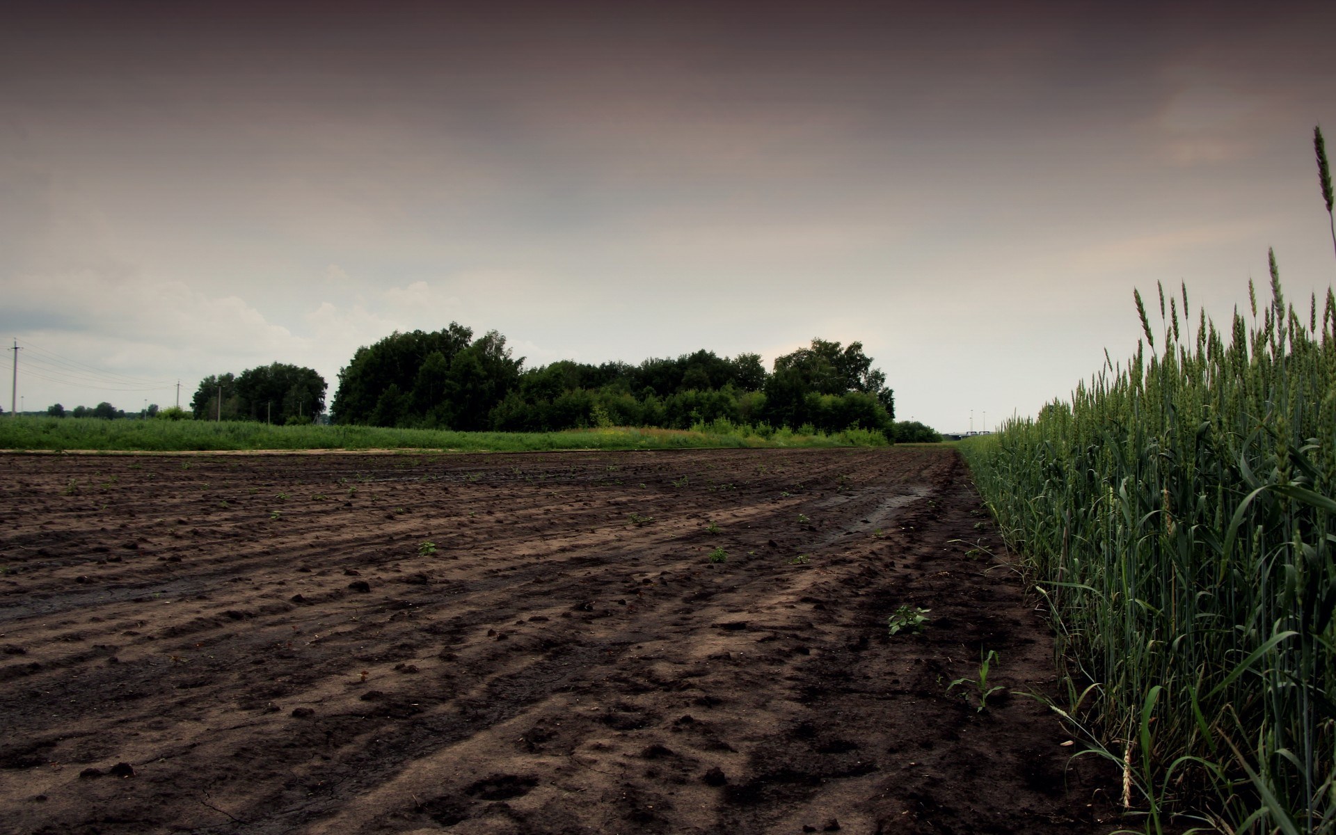Tilled field and wheat field under cloudy sky HD Wallpaper
