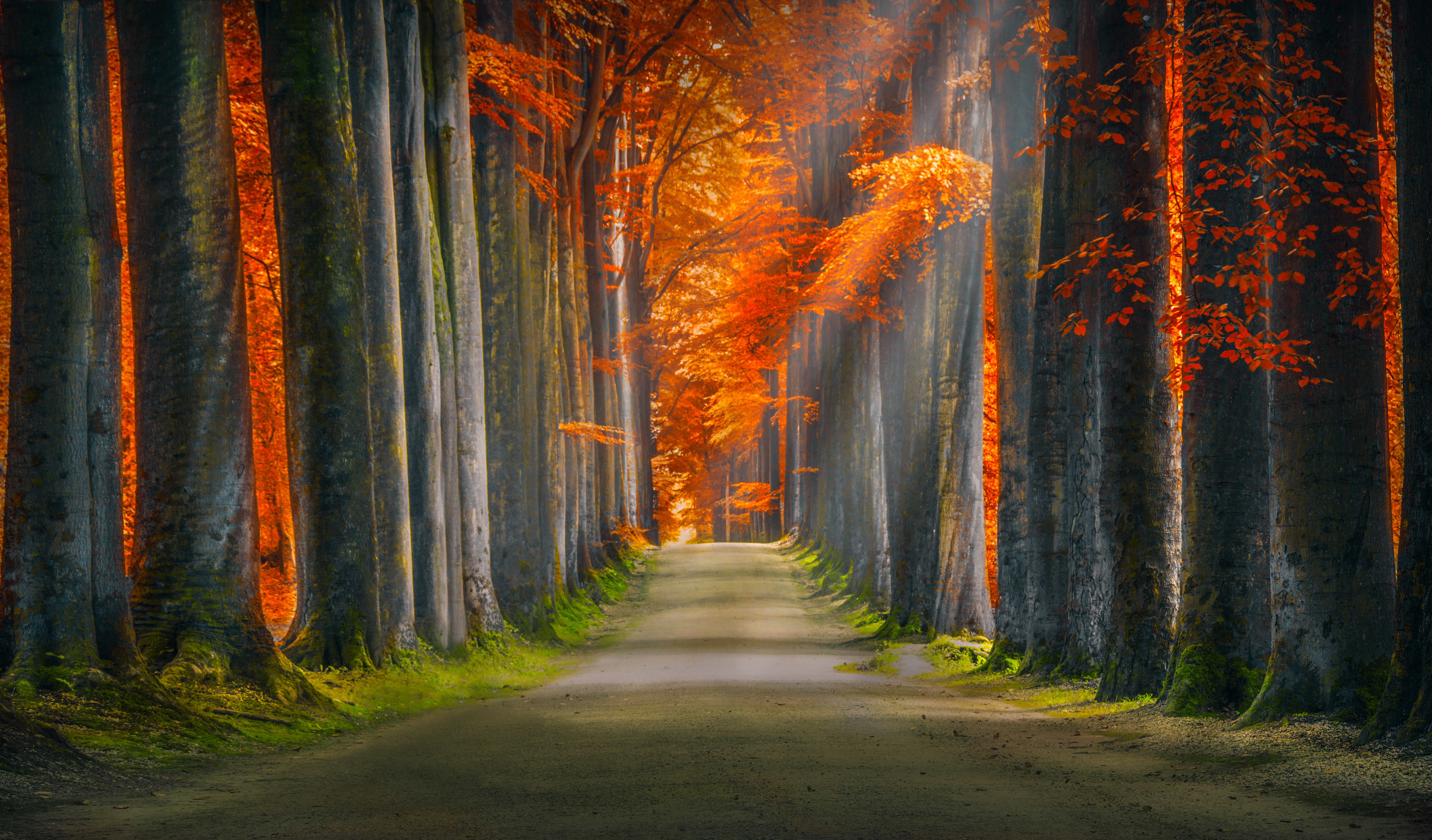 Autumn forest pathway with sunlight HD Wallpaper