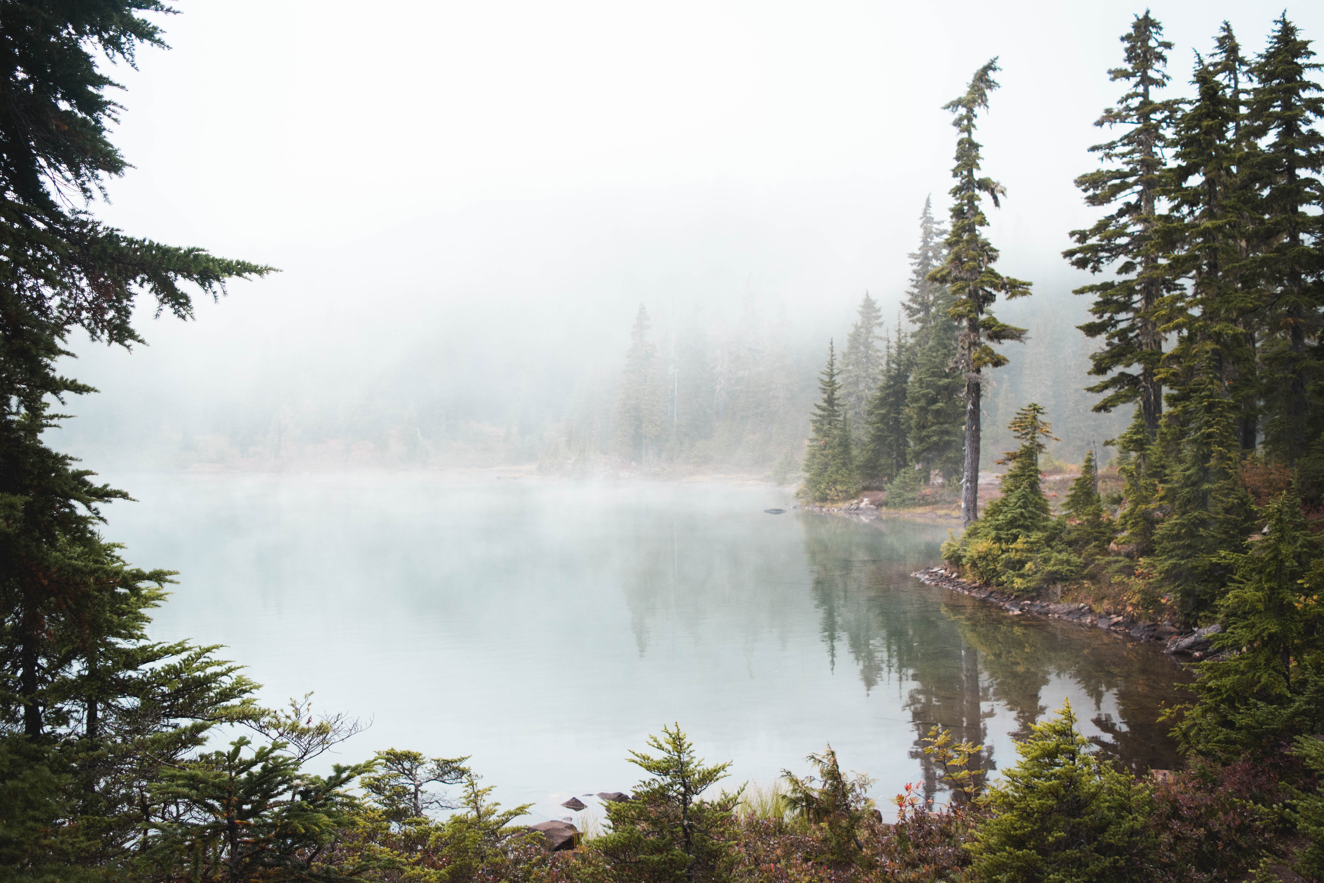 Misty lake surrounded by evergreen forest HD Wallpaper