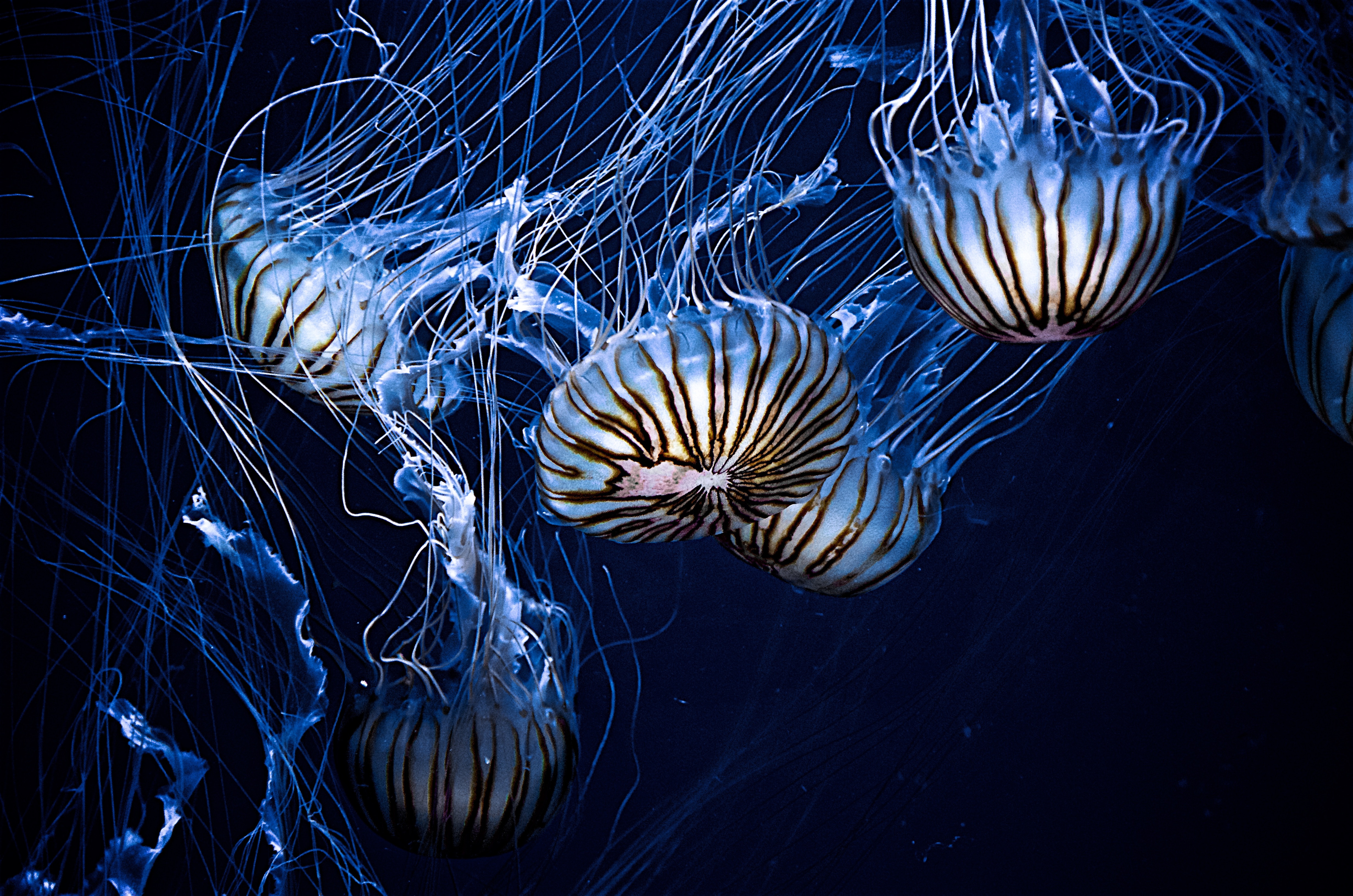 Striped jellyfish with long tentacles underwater HD Wallpaper