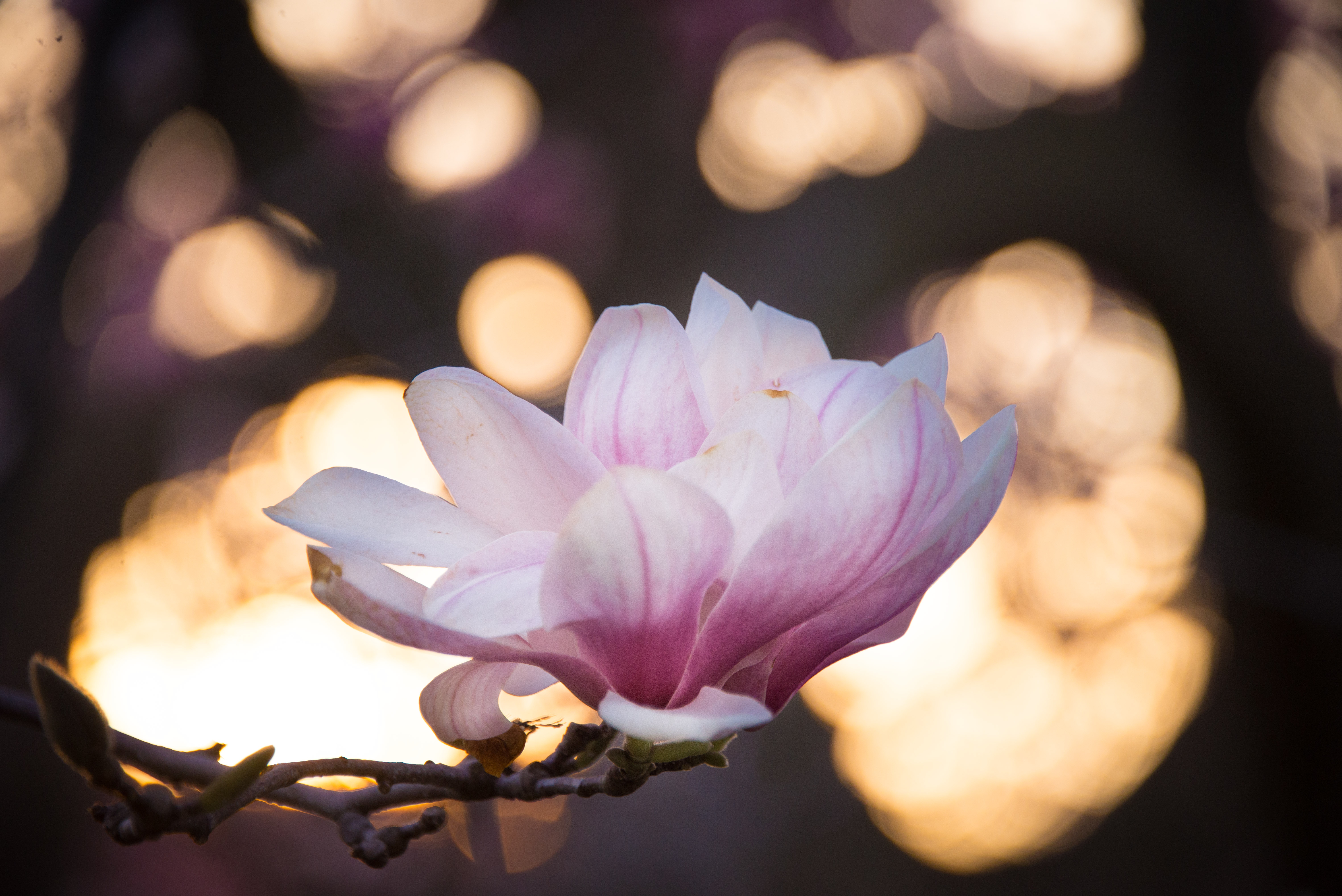 Magnolia flower with bokeh background HD Wallpaper