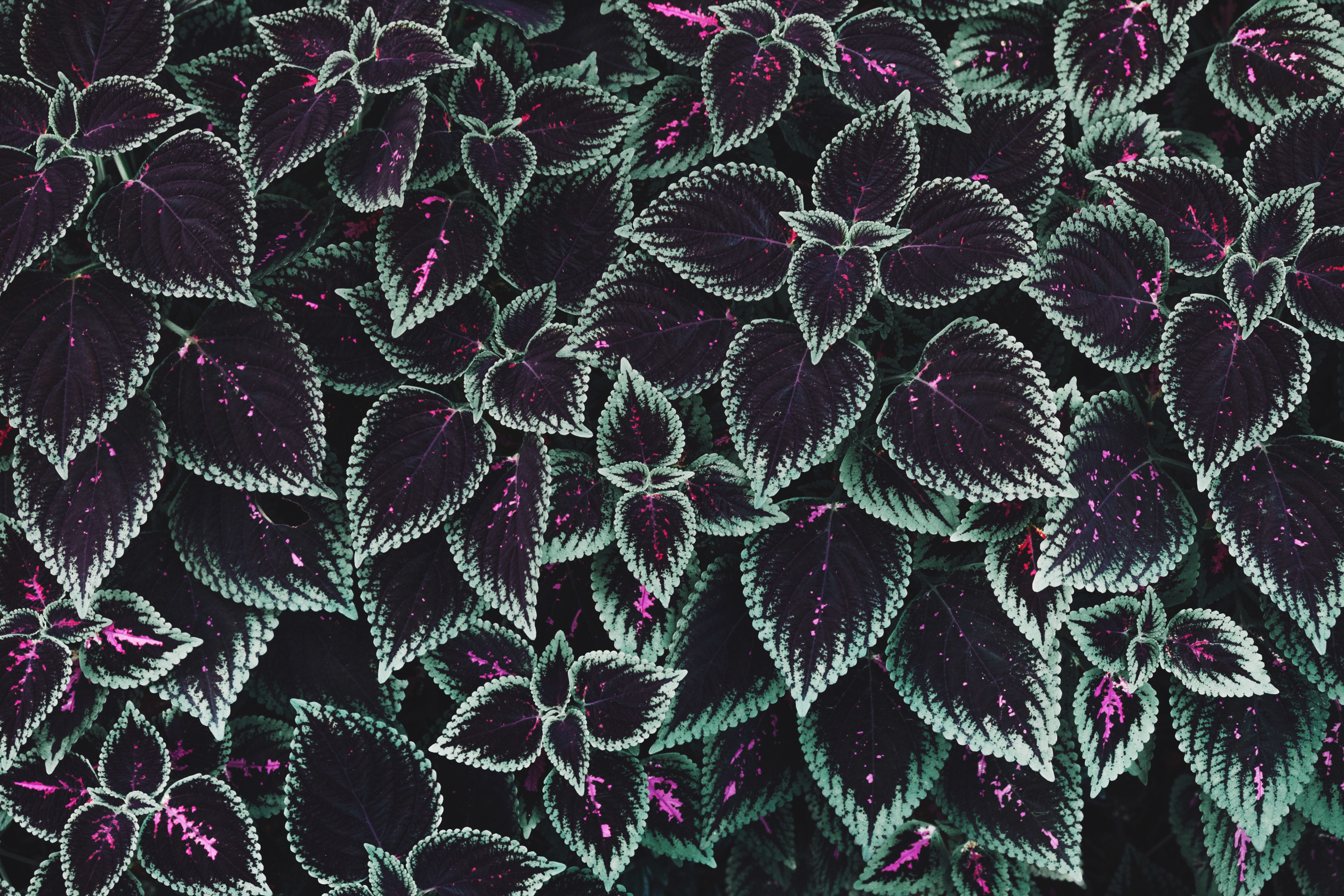 Vibrant Purple and Green Botanical Leaves Pattern HD Wallpaper