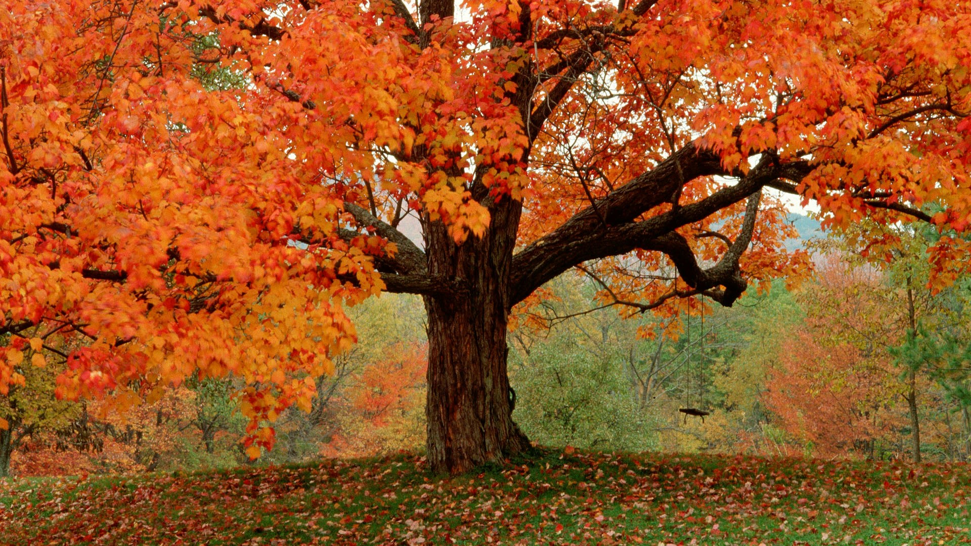 Large maple tree with vibrant orange leaves in autumn HD Wallpaper