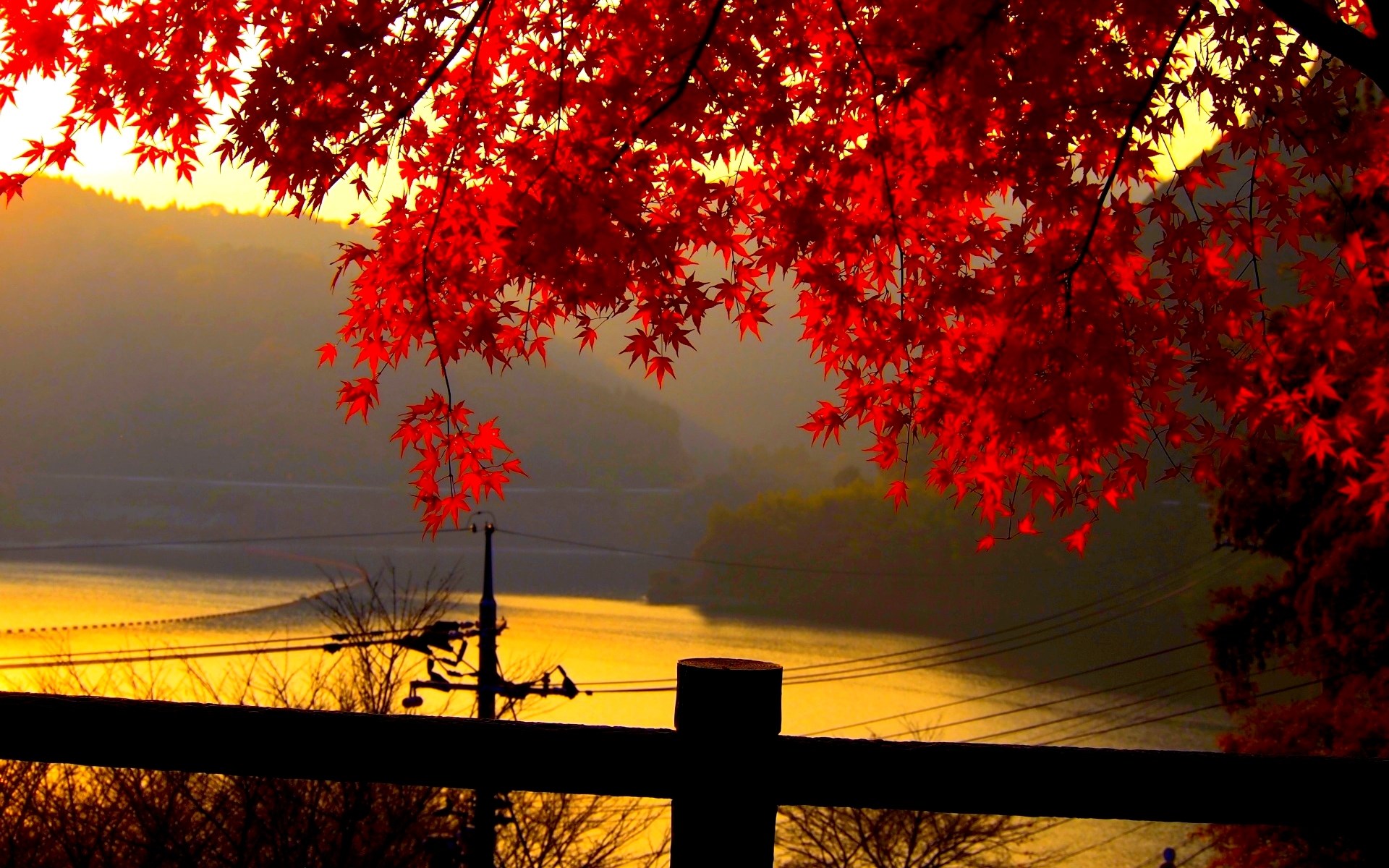 Red Maple Leaves Over Lake at Sunset HD Wallpaper