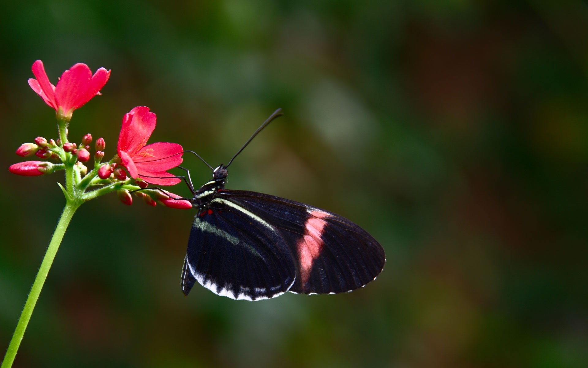 Black butterfly on pink flowers HD Wallpaper