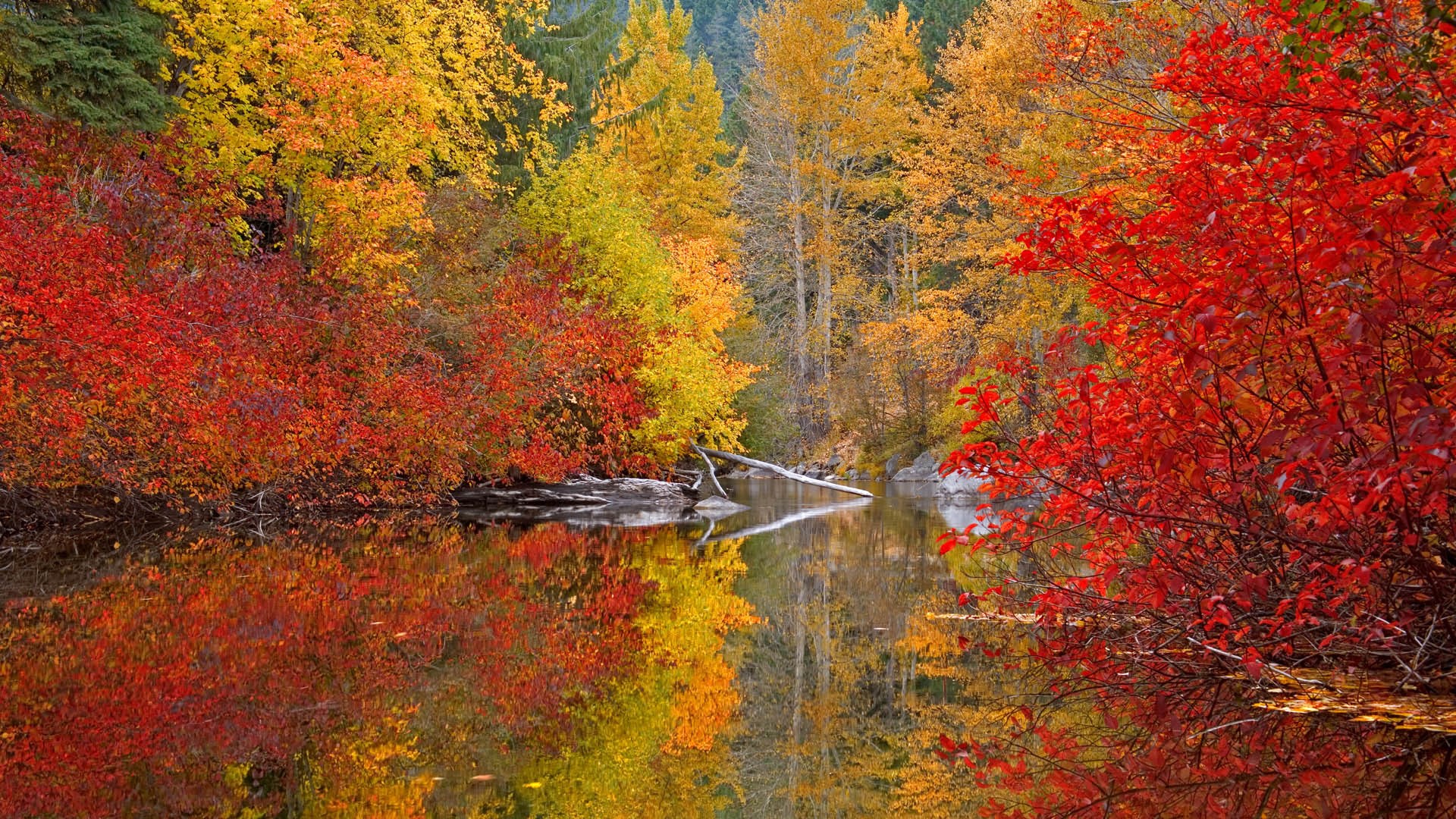 Autumn forest reflected in a calm river HD Wallpaper