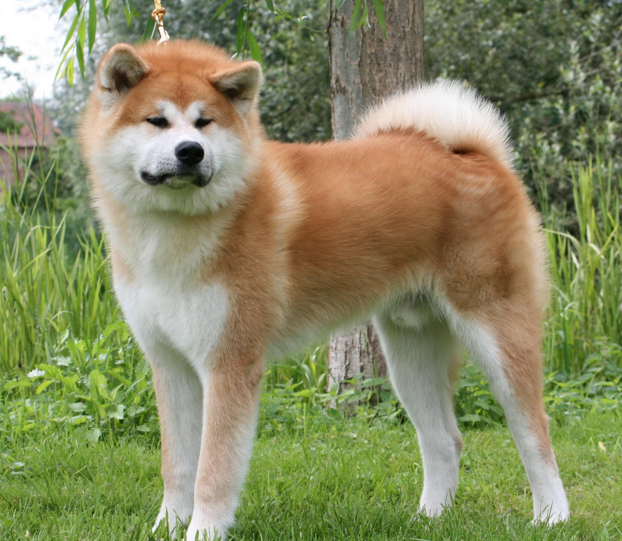 Akita dog standing in grass HD Wallpaper