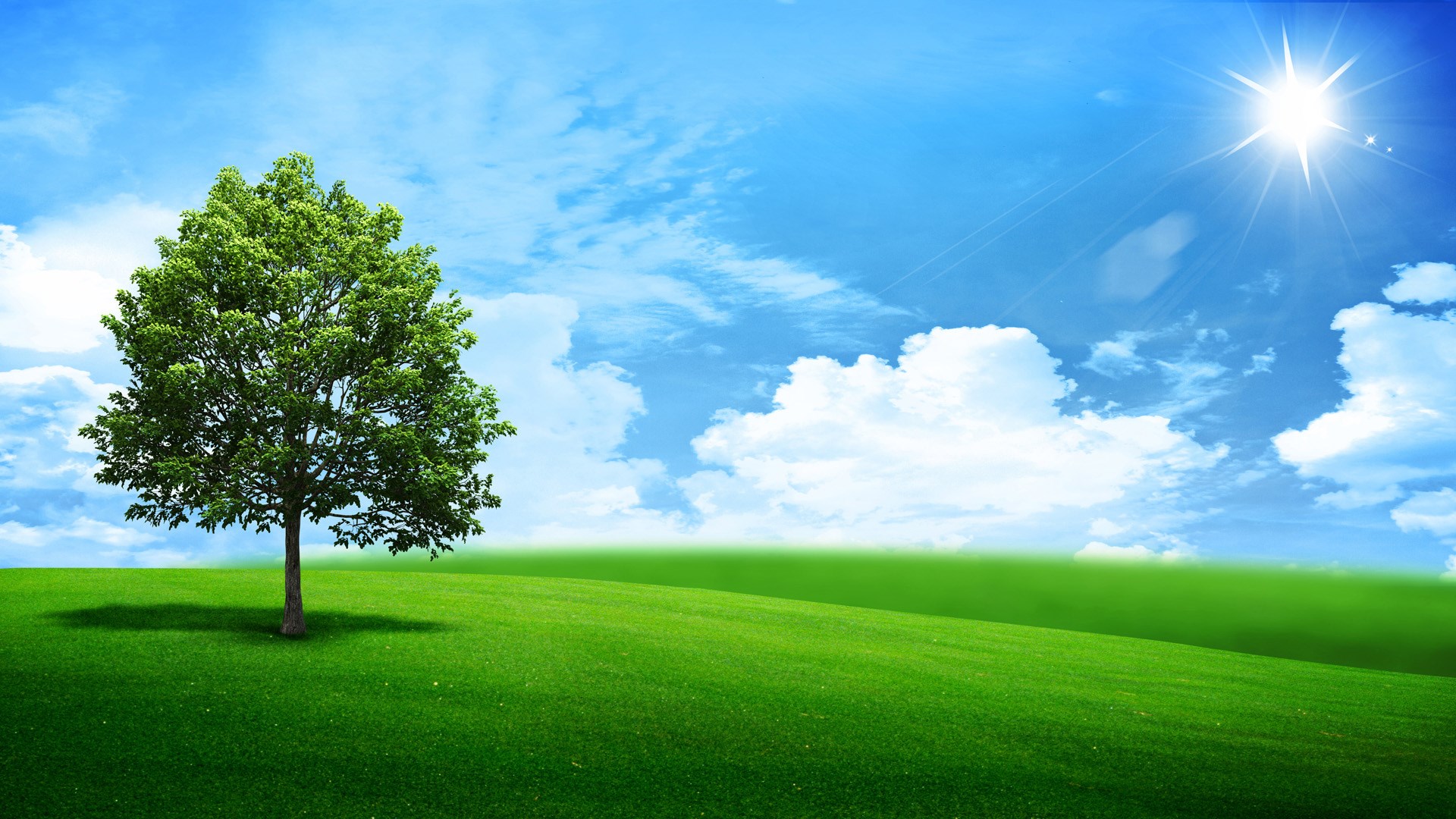 Green tree on a grassy hill under a sunny sky HD Wallpaper
