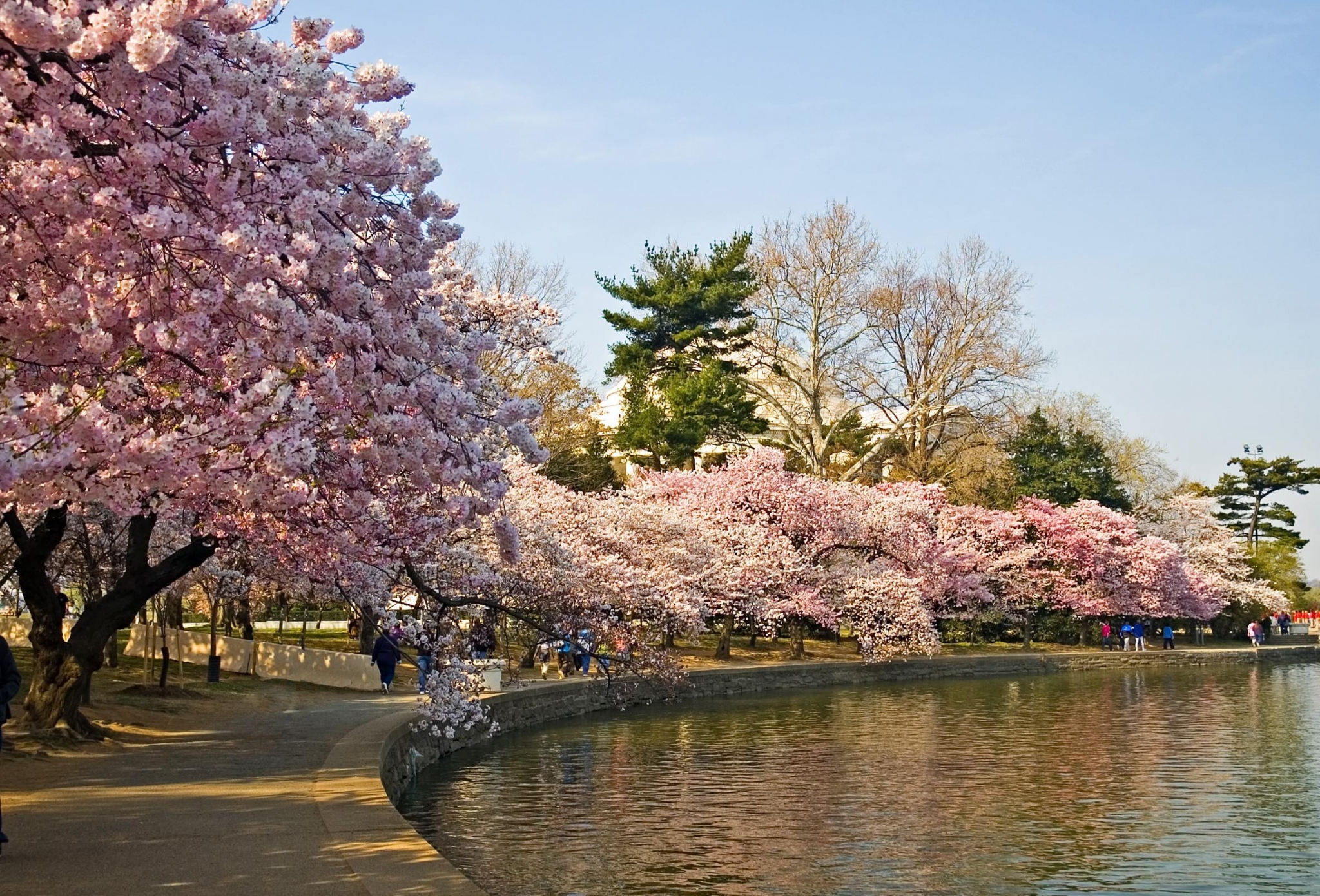Cherry blossoms bloom along a waterfront path HD Wallpaper