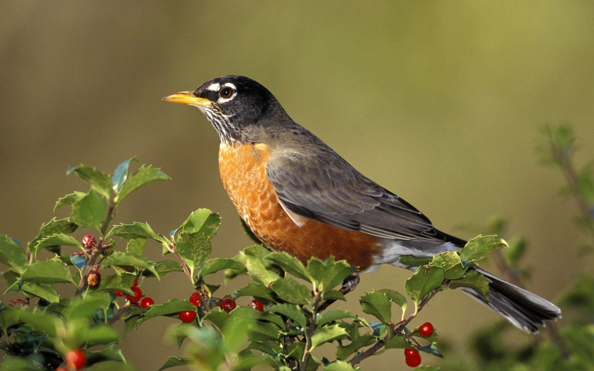 American Robin perched on a holly bush HD Wallpaper