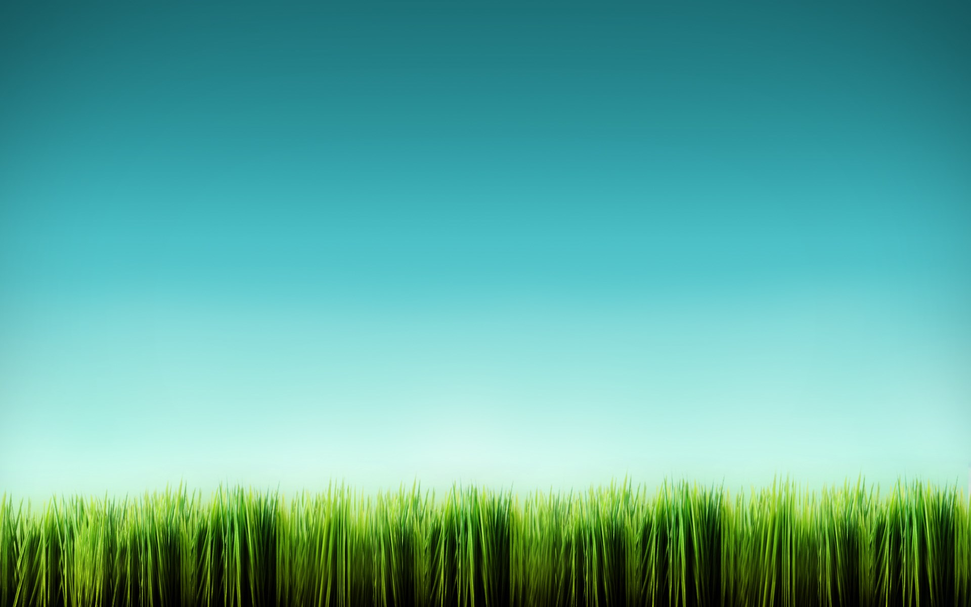 Green grass against a blue sky HD Wallpaper