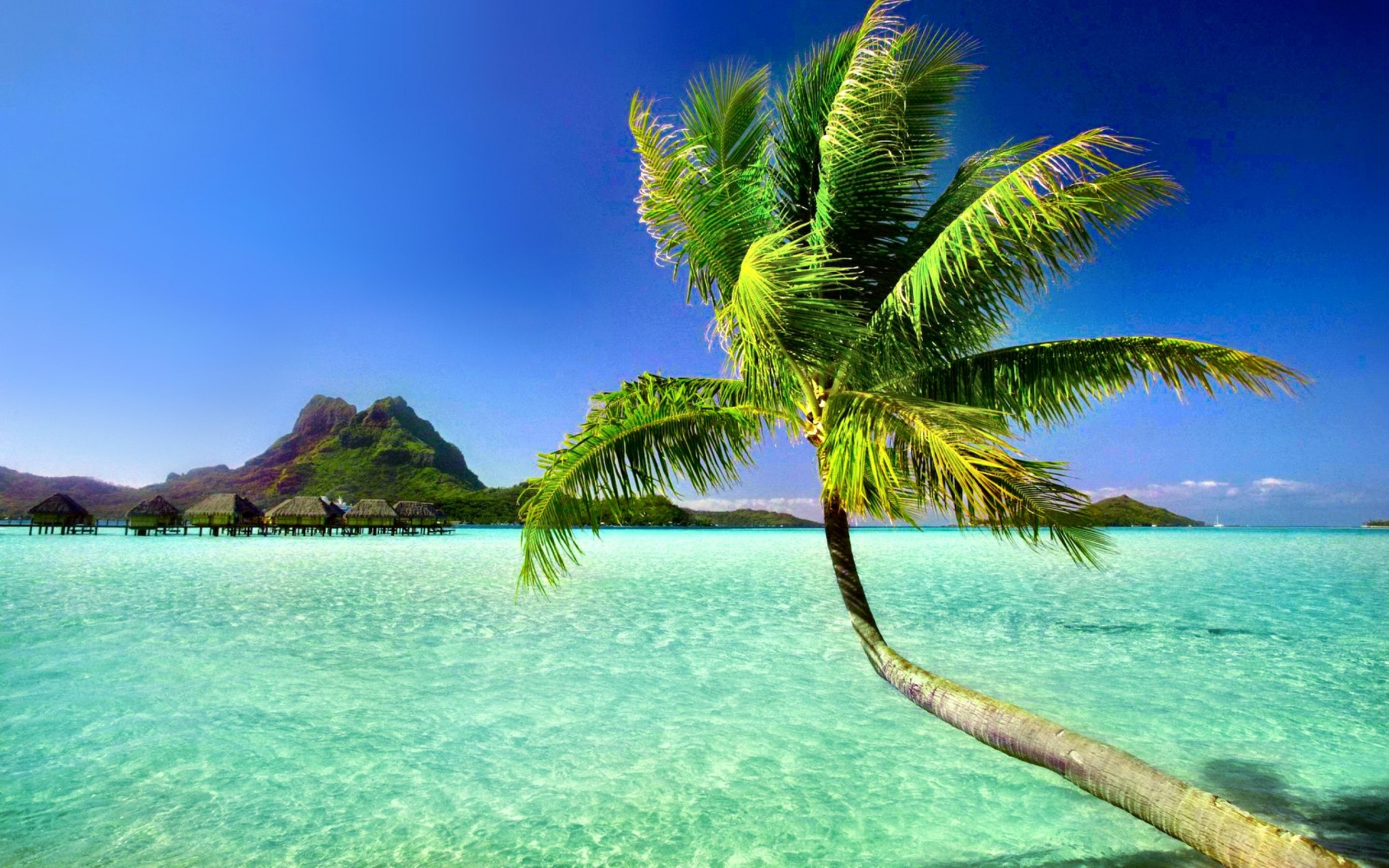 Palm tree over turquoise water with bungalows and mountain HD Wallpaper