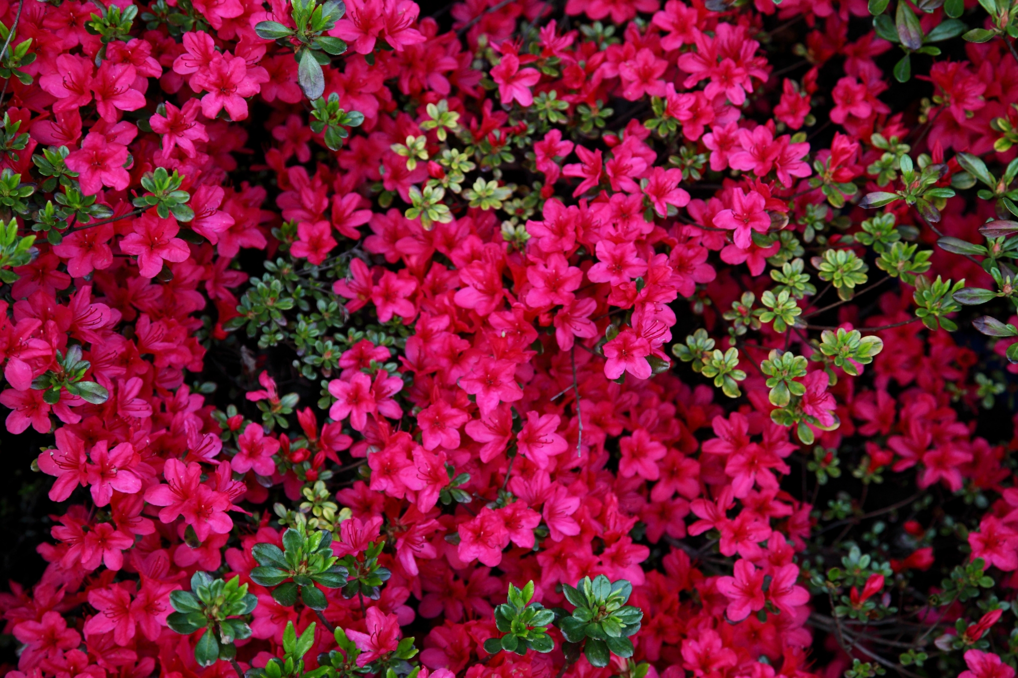 Pink Azalea Flowers in Bloom HD Wallpaper