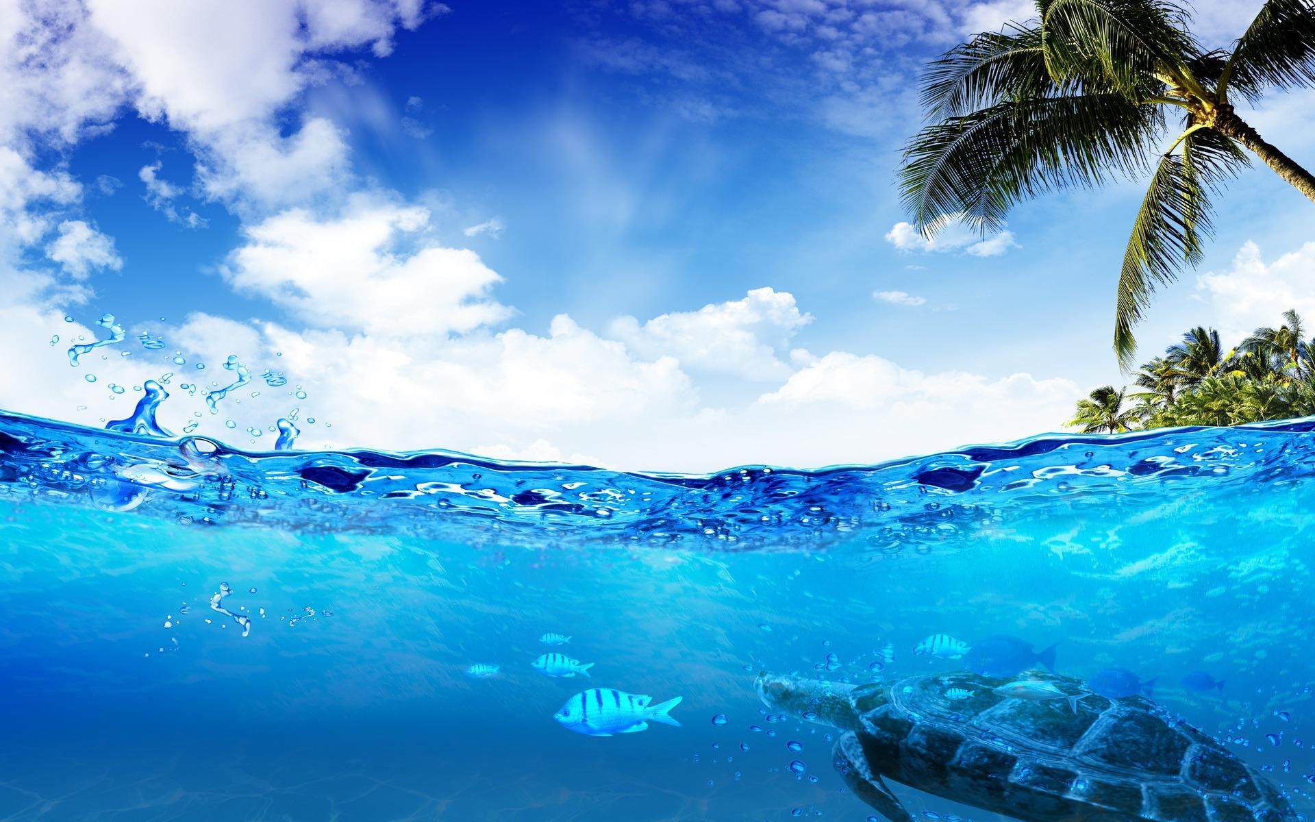 Underwater scene with turtle, fish, and palm tree island HD Wallpaper