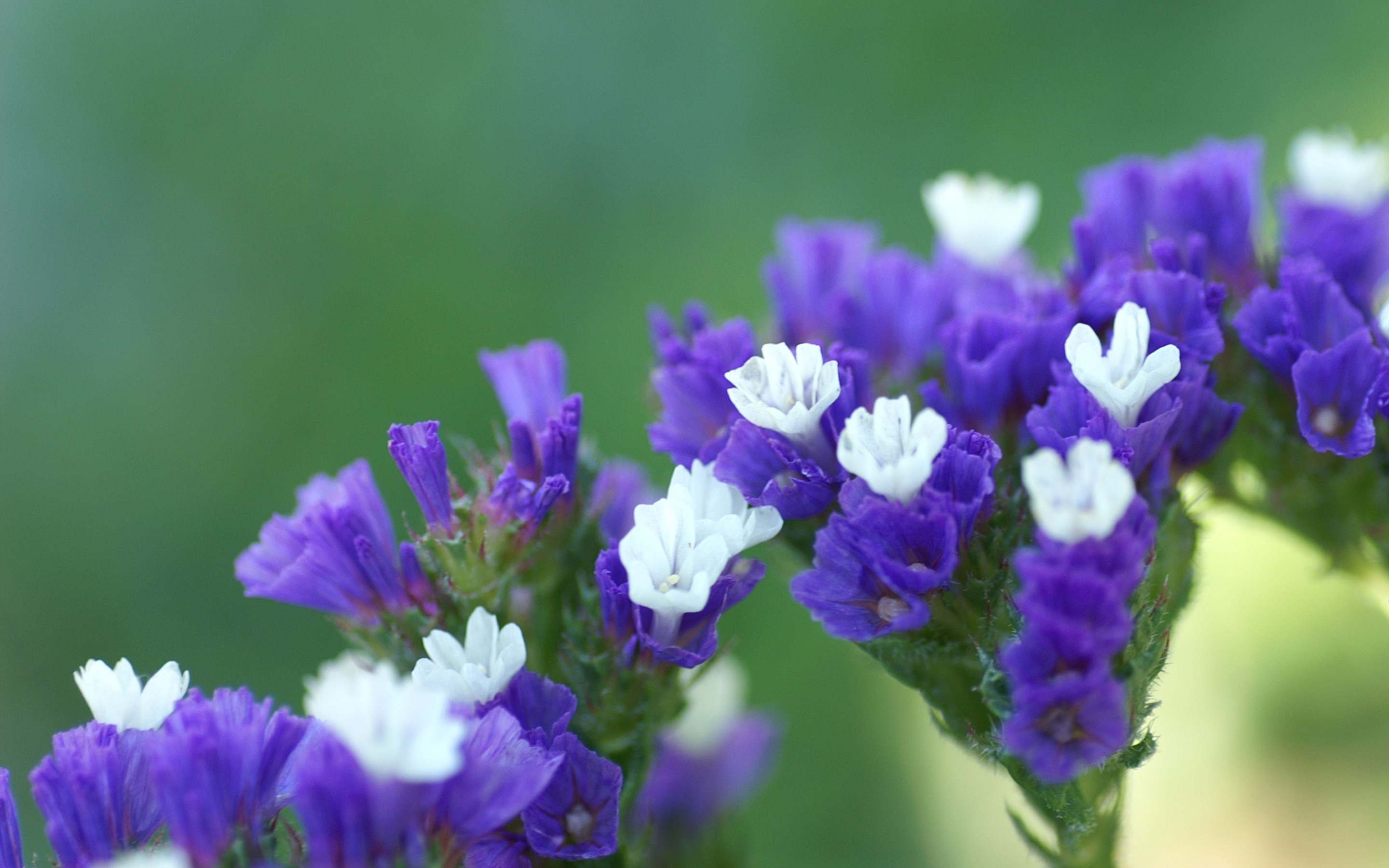 Purple and white flowers on green background HD Wallpaper