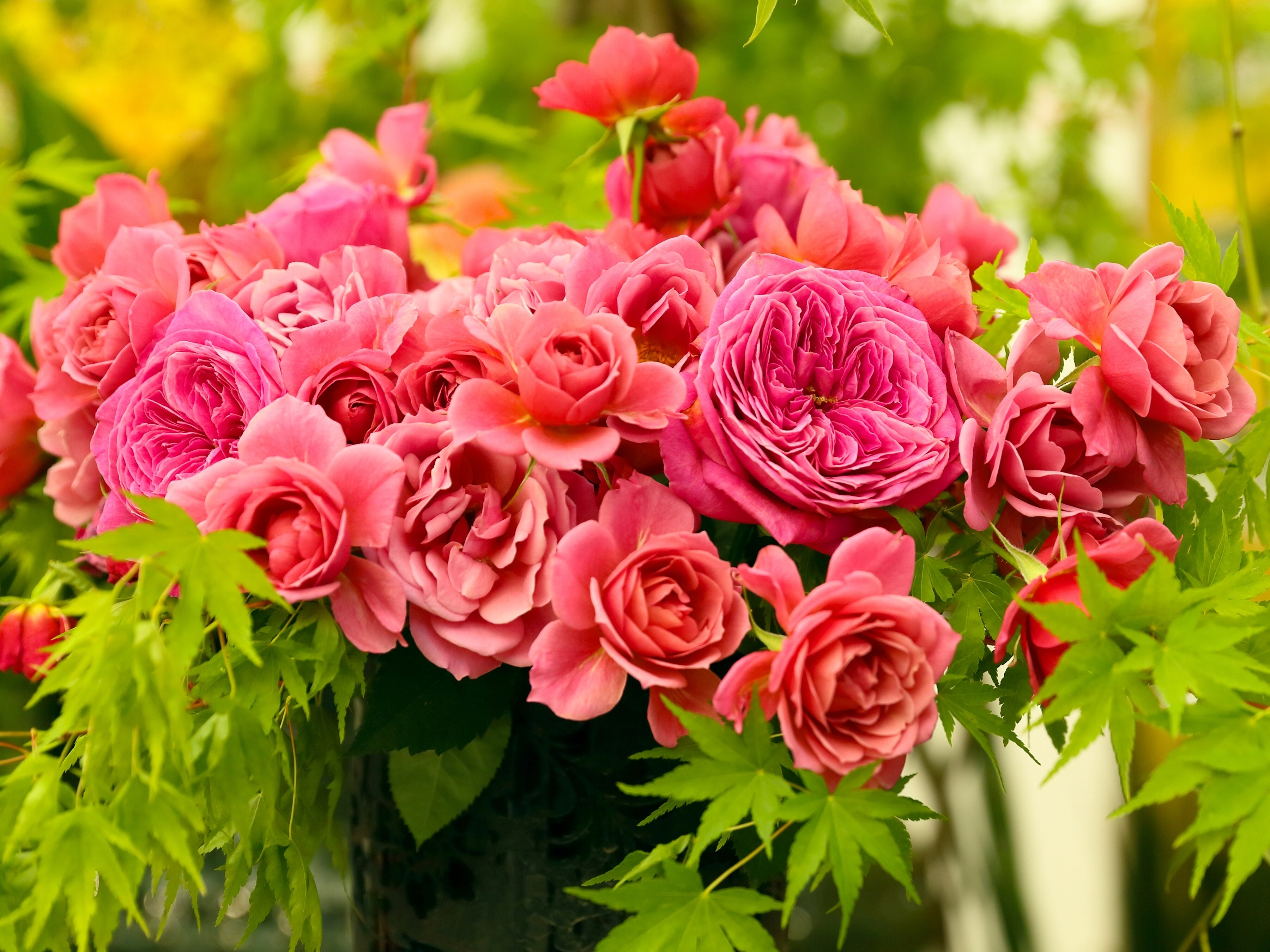 A bouquet of pink roses with green leaves HD Wallpaper
