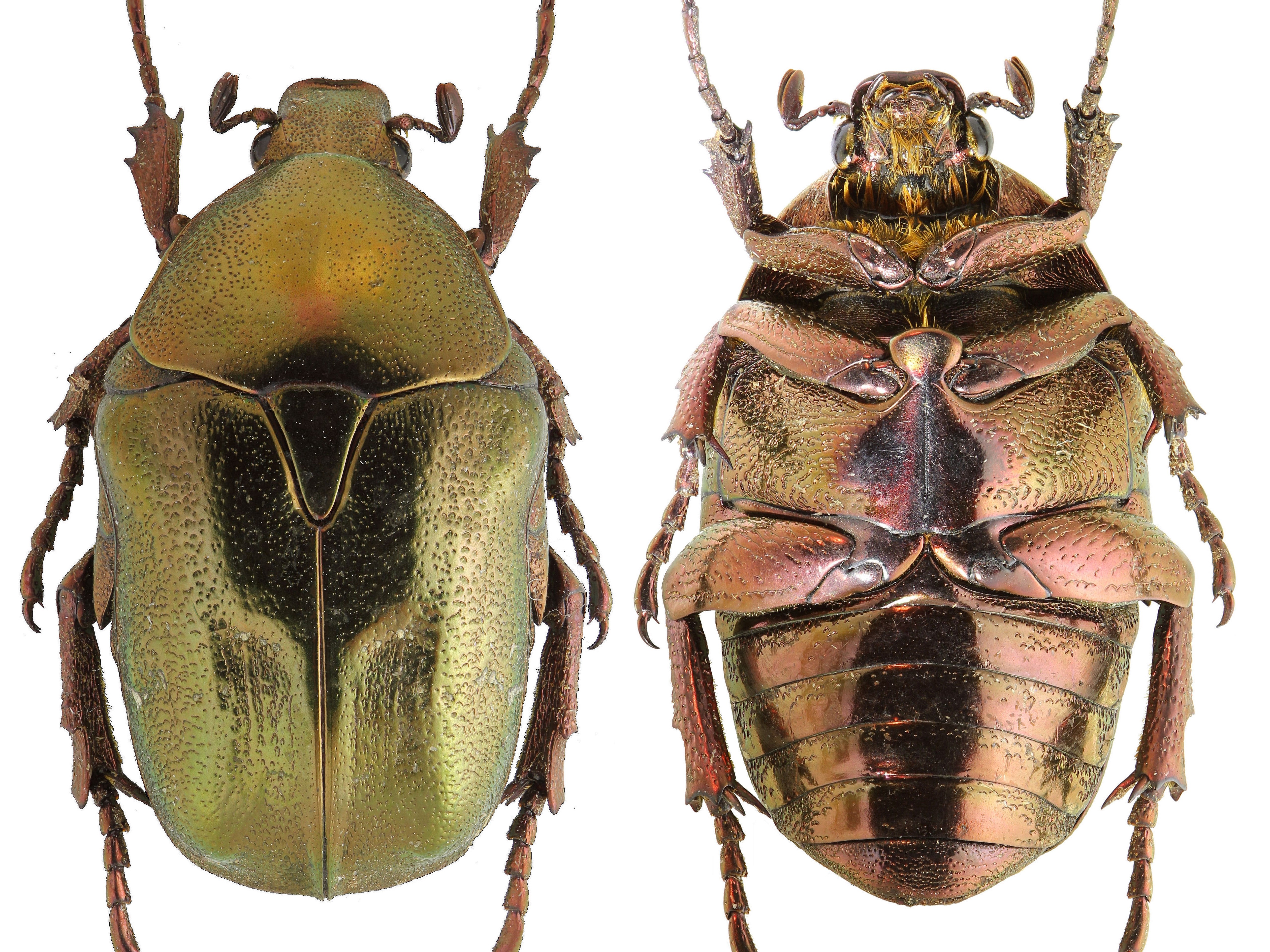 Dorsal and ventral views of a metallic green beetle HD Wallpaper