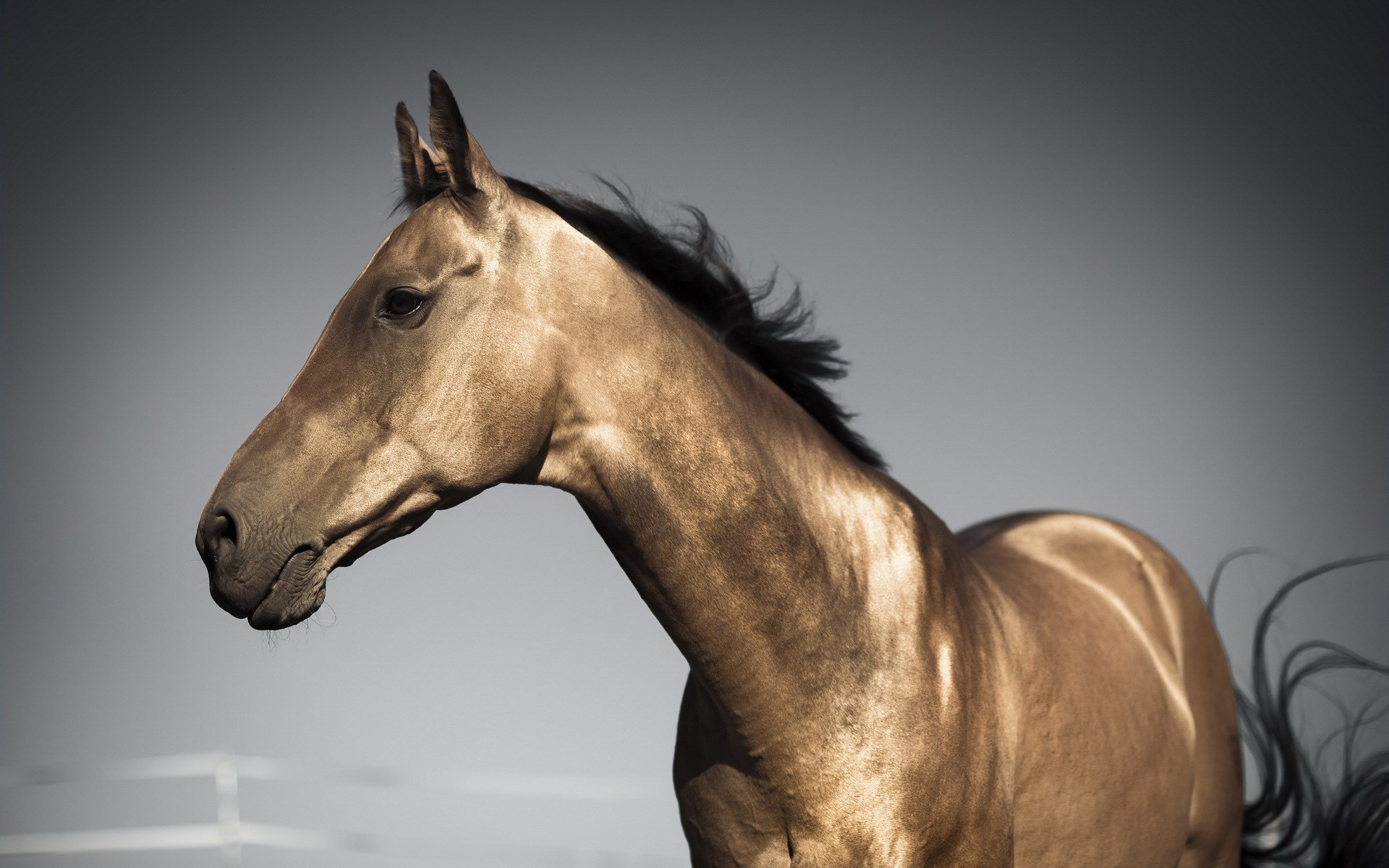 Golden Brown Horse in Profile with Flowing Mane HD Wallpaper