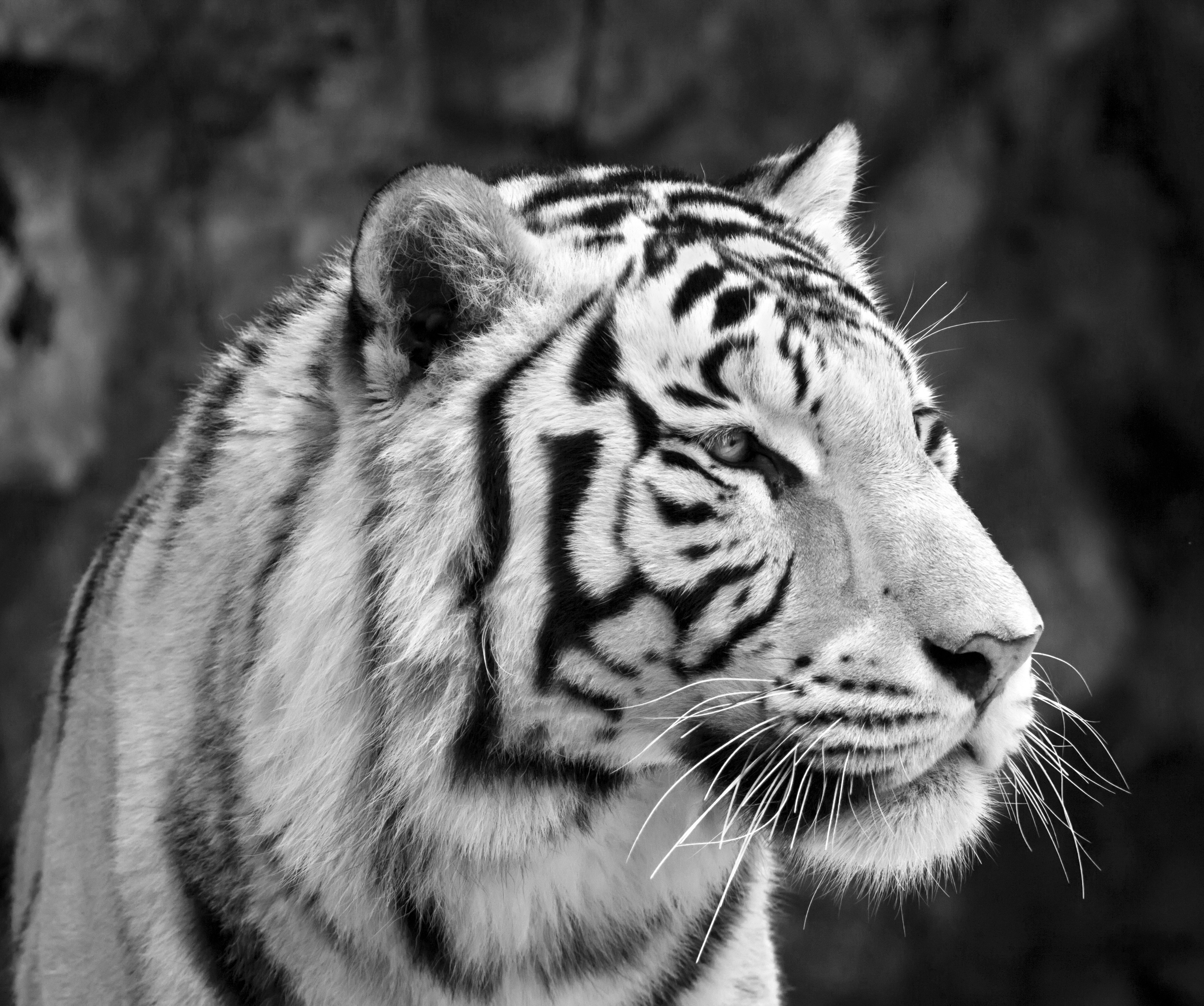 Close-up of a white tiger's face HD Wallpaper
