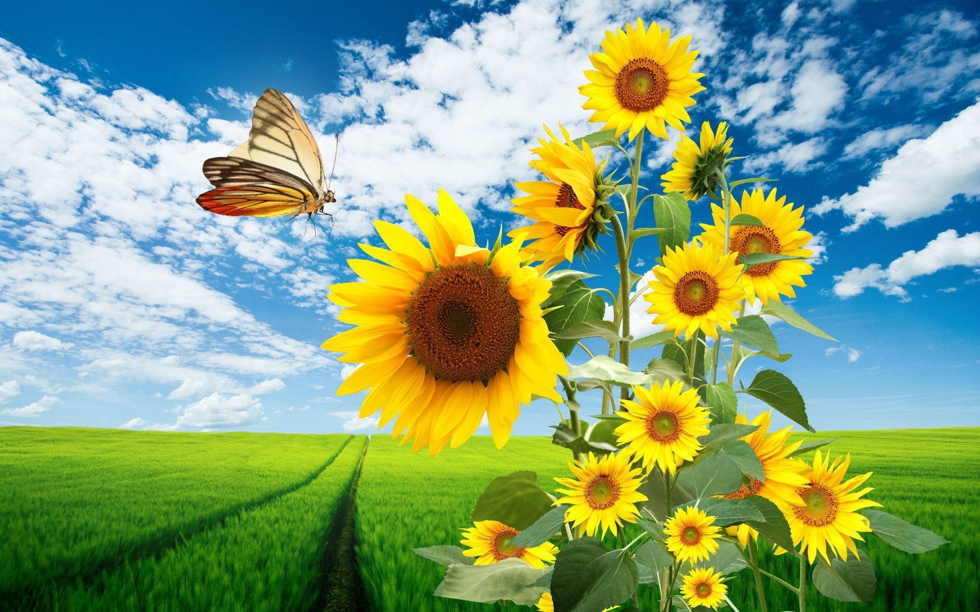 Butterfly and Sunflowers in a Green Field HD Wallpaper