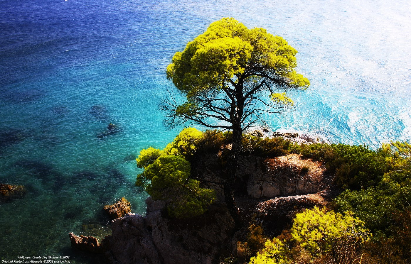 Tree on a rocky coast overlooking the sea HD Wallpaper