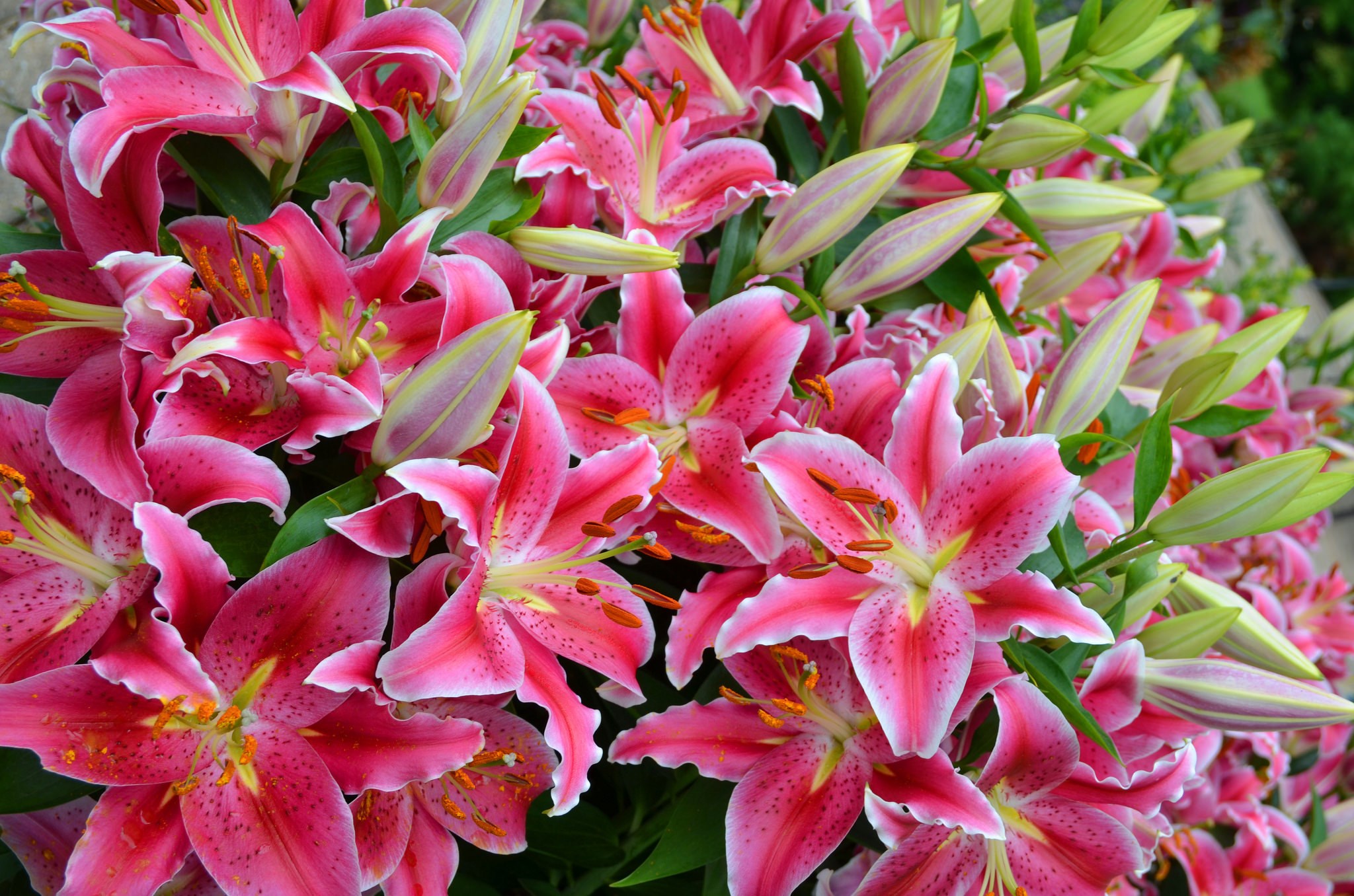 Pink lilies with buds HD Wallpaper