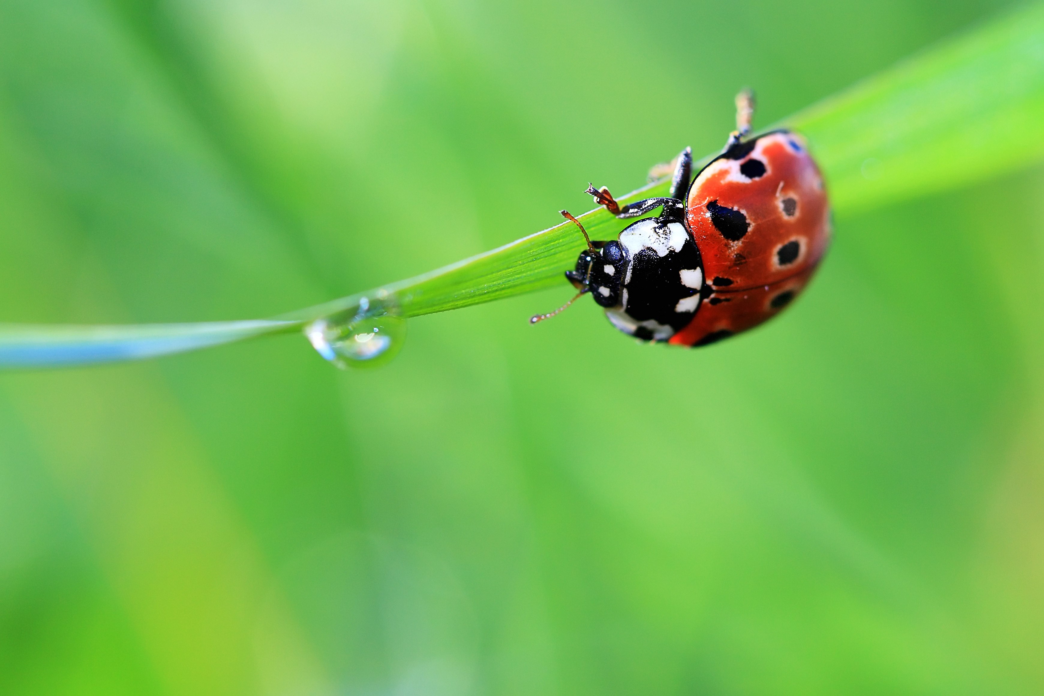 Ladybug on a blade of grass with a water droplet HD Wallpaper