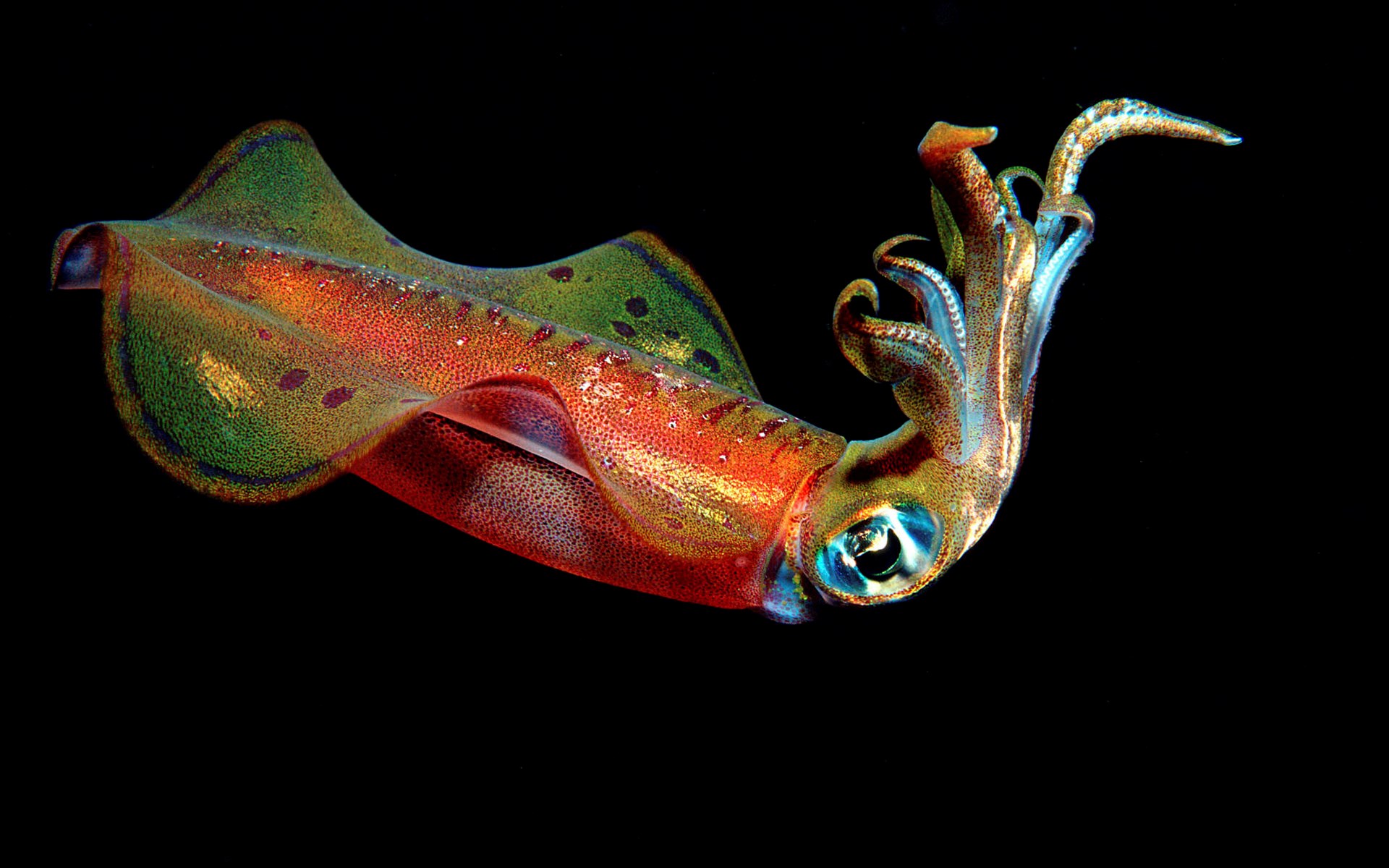 A colorful squid with tentacles extended HD Wallpaper