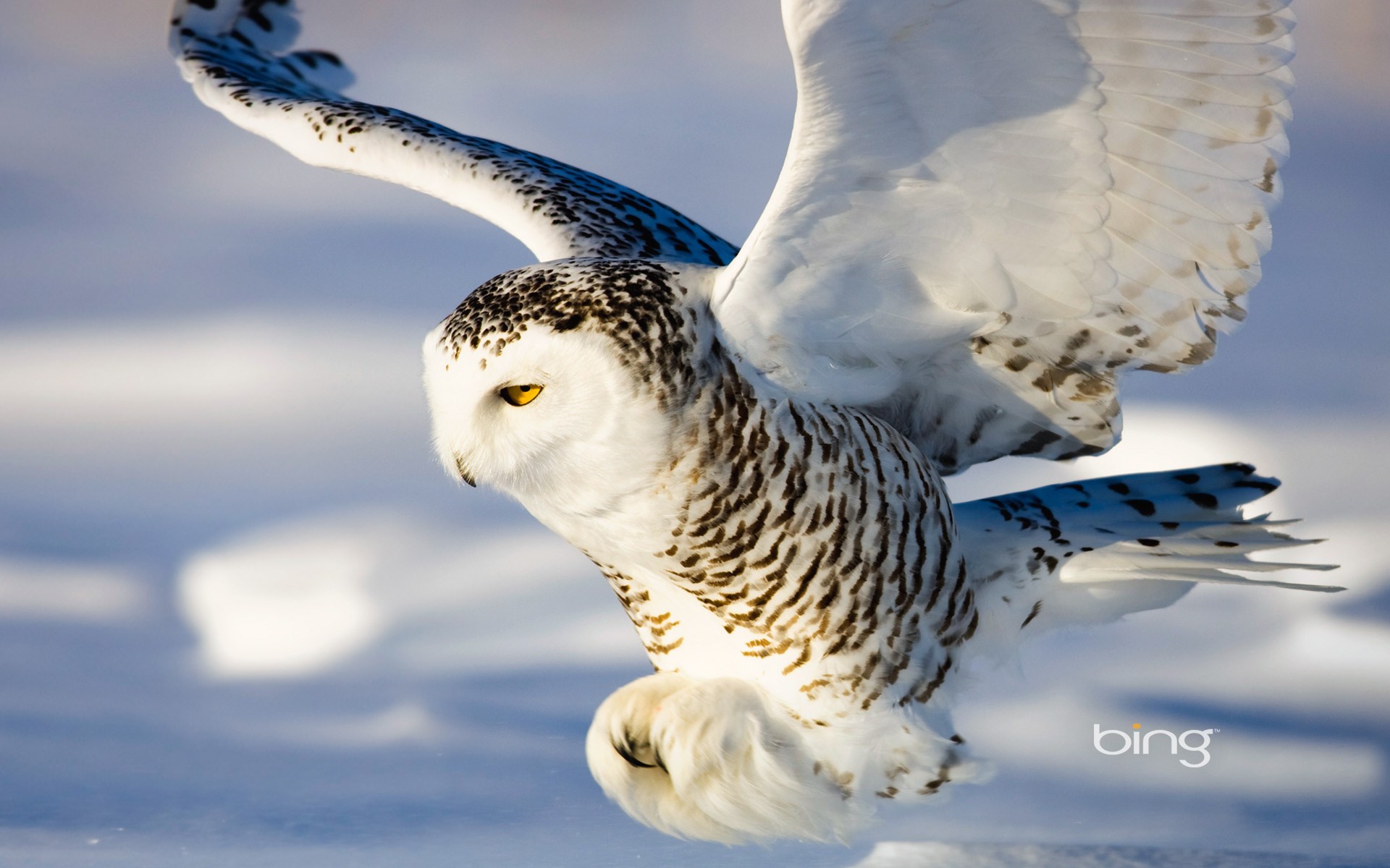 Snowy owl in flight over snow HD Wallpaper