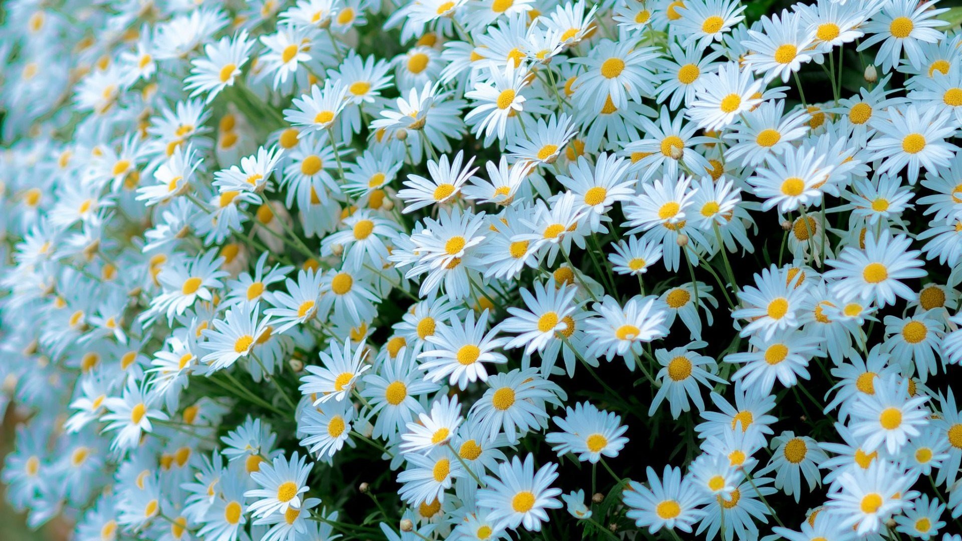 A field of white daisies with yellow centers HD Wallpaper