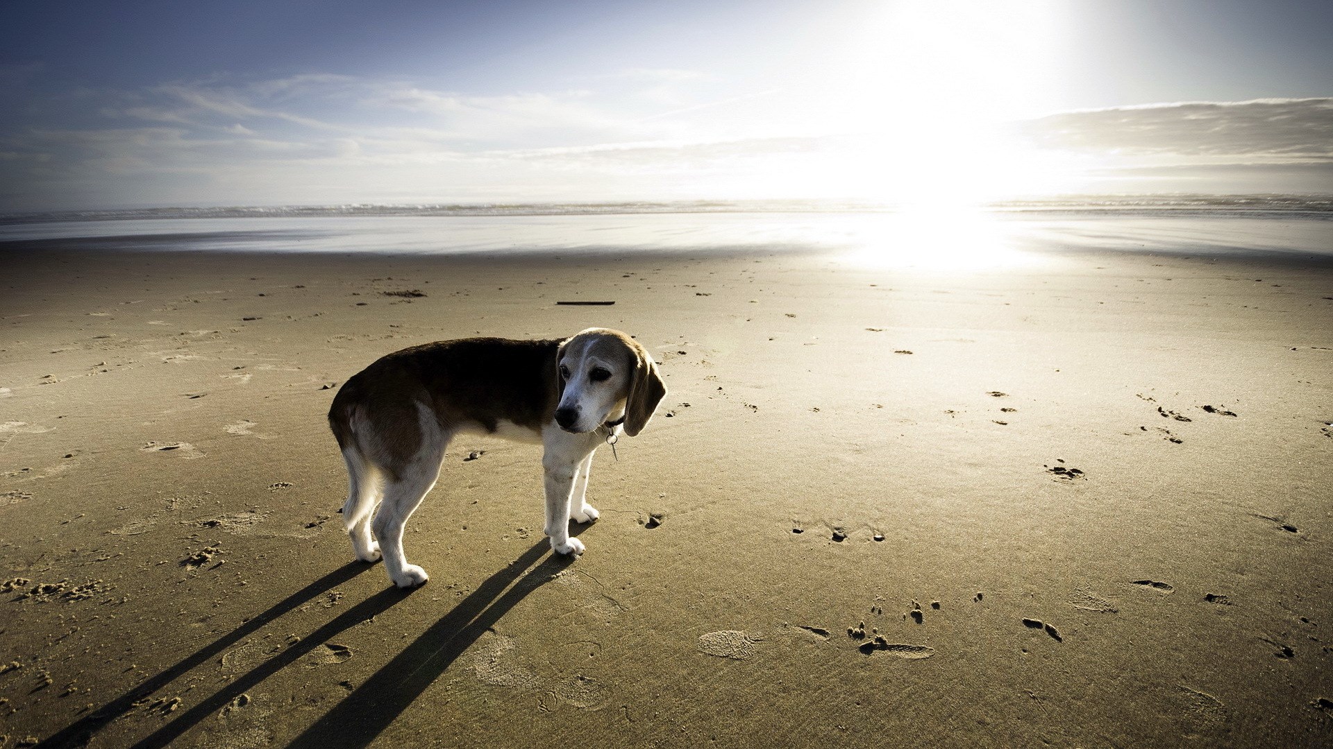 Beagle dog on a sandy beach at sunset HD Wallpaper
