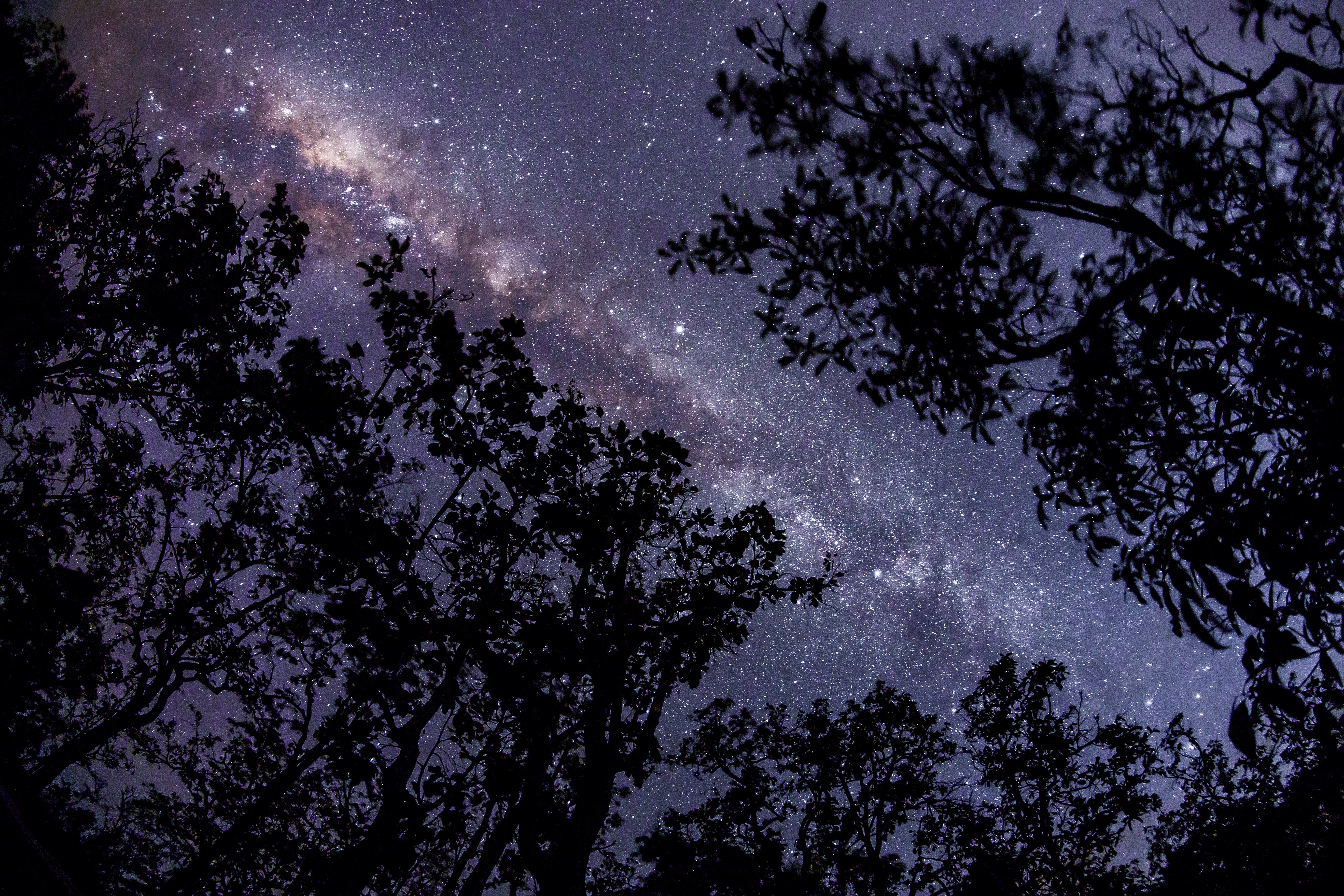 Milky Way galaxy seen through silhouetted trees HD Wallpaper