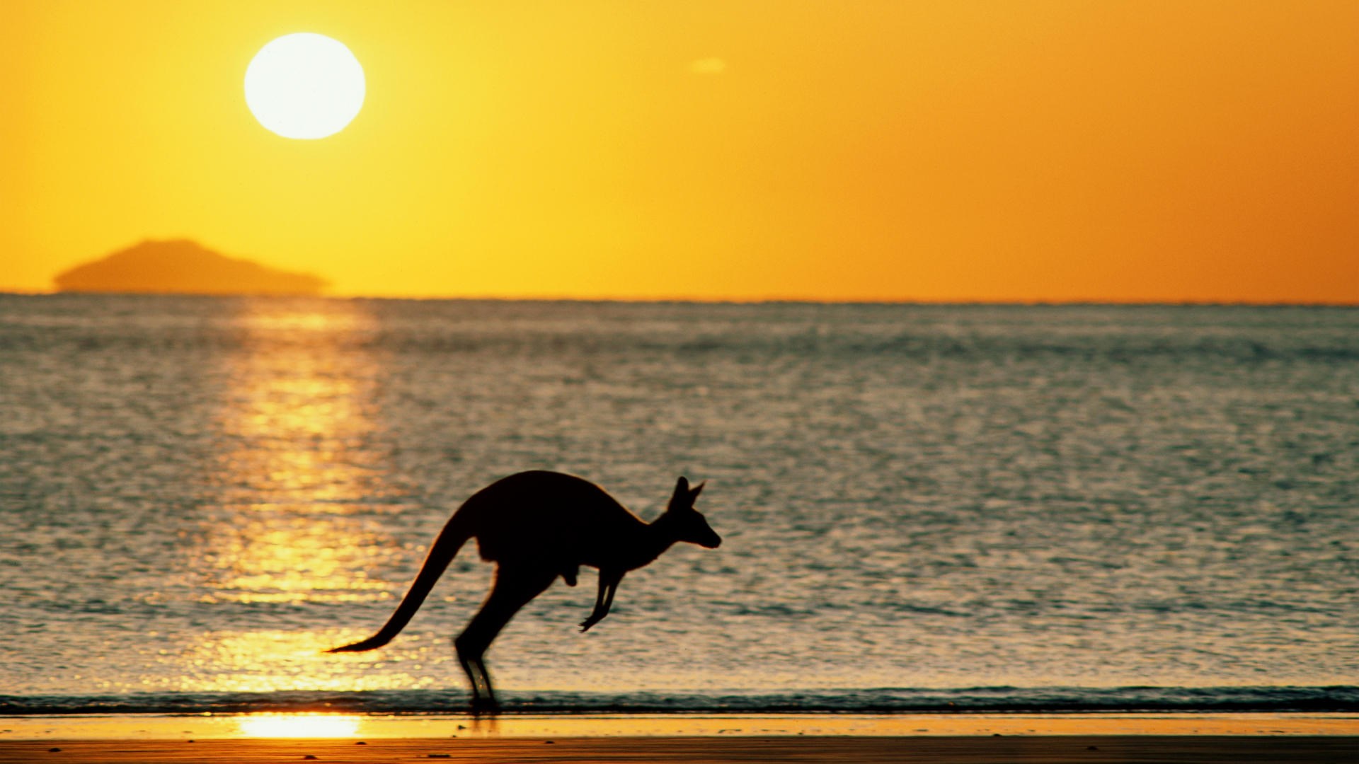 Kangaroo jumping on beach at sunset HD Wallpaper