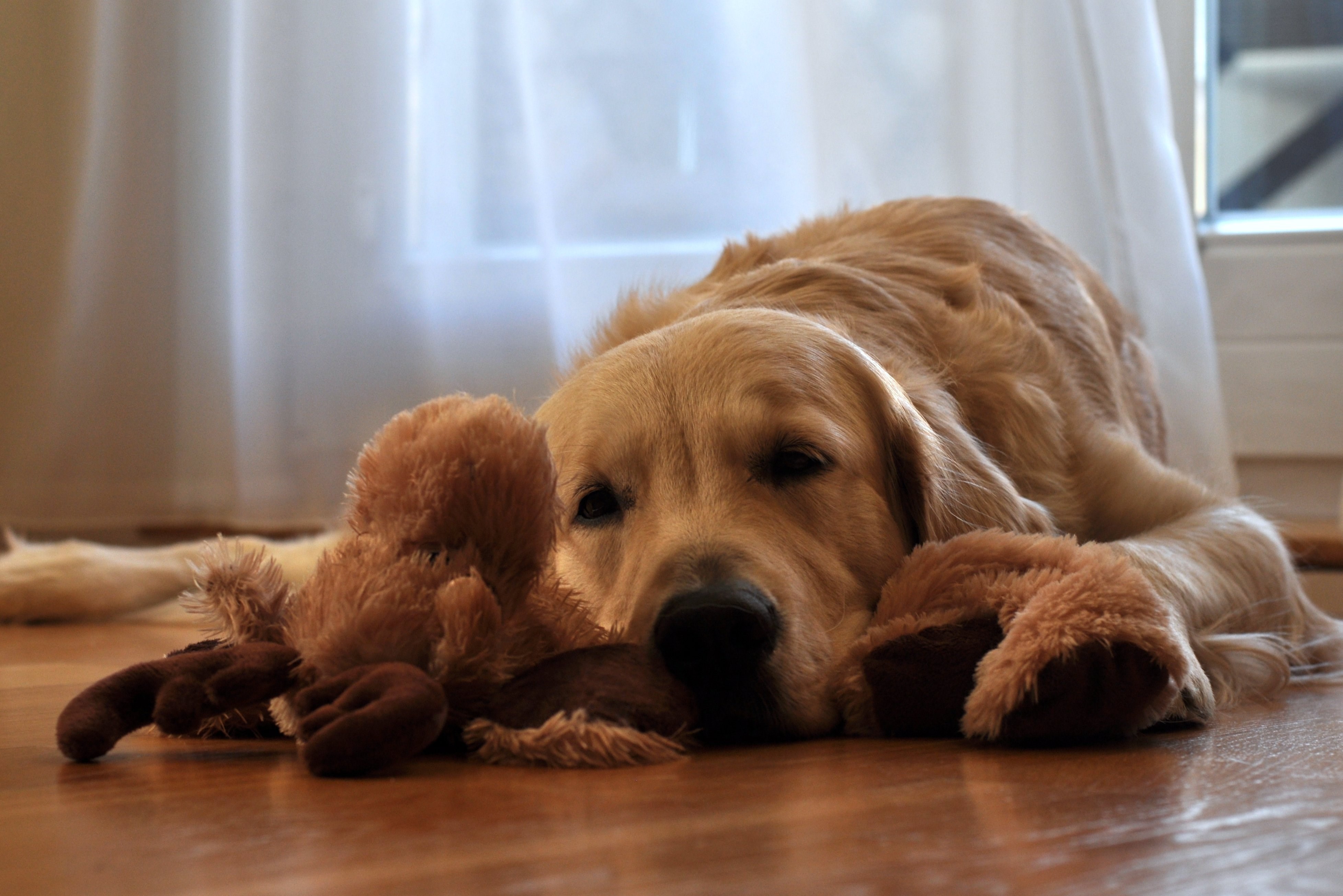 Golden Retriever Dog with a Stuffed Animal HD Wallpaper