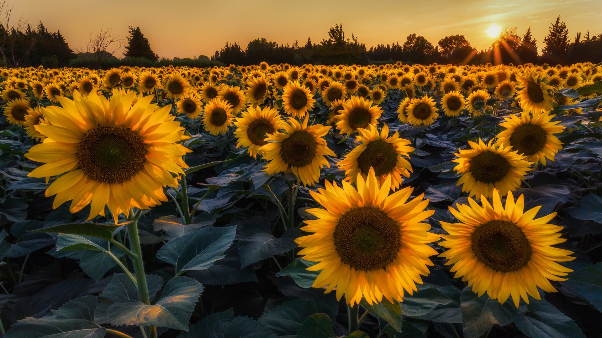 Sunflower field at sunset HD Wallpaper