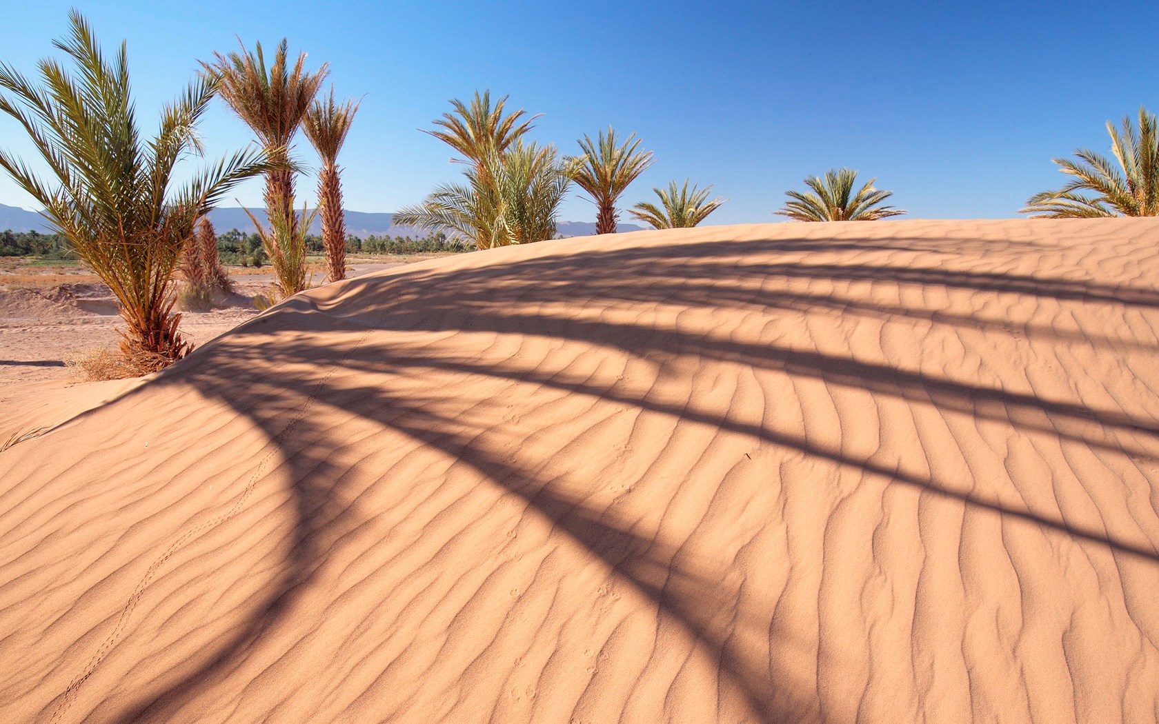 Desert sand dunes with palm trees and shadows HD Wallpaper