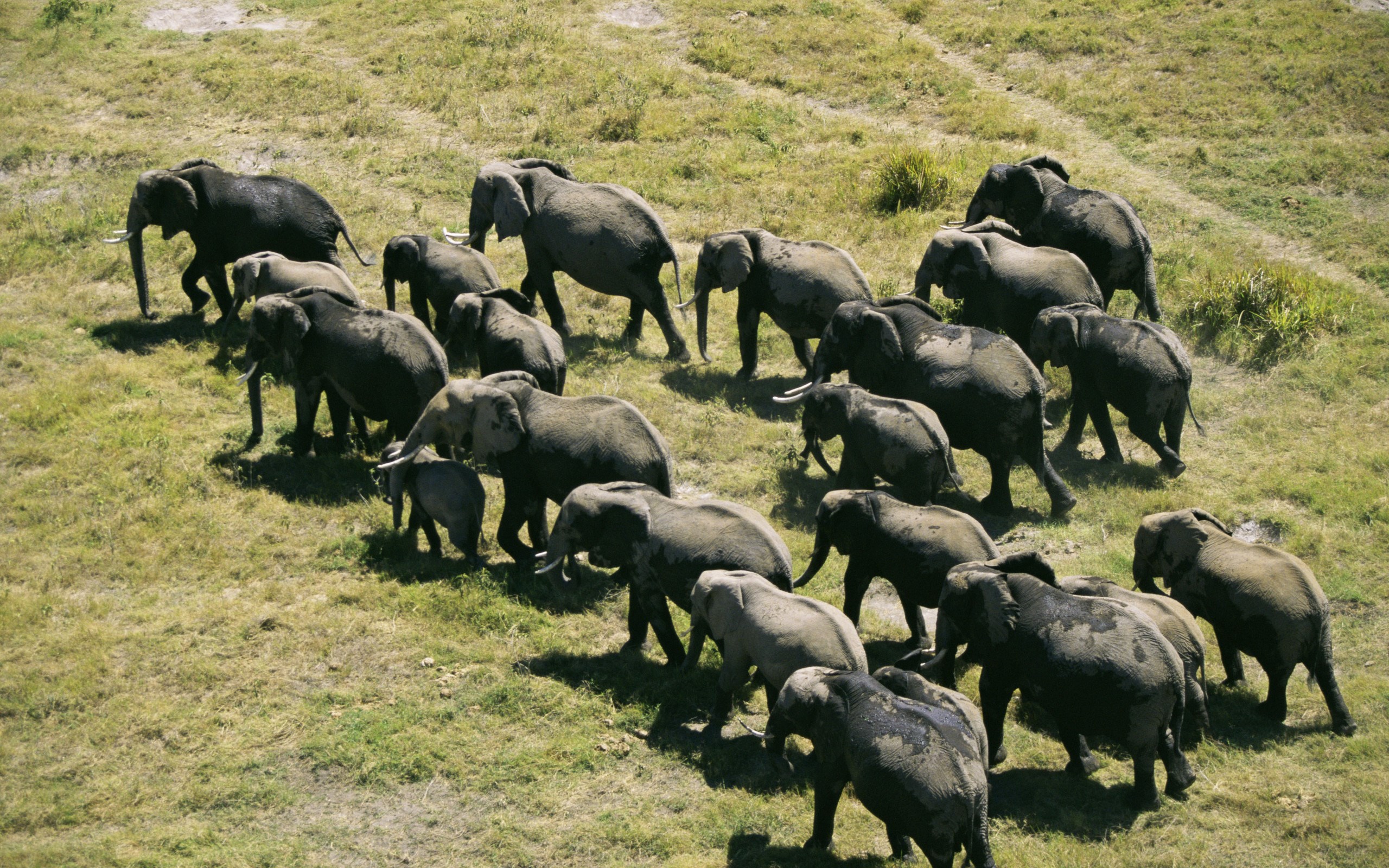Herd of elephants walking across a grassy plain HD Wallpaper