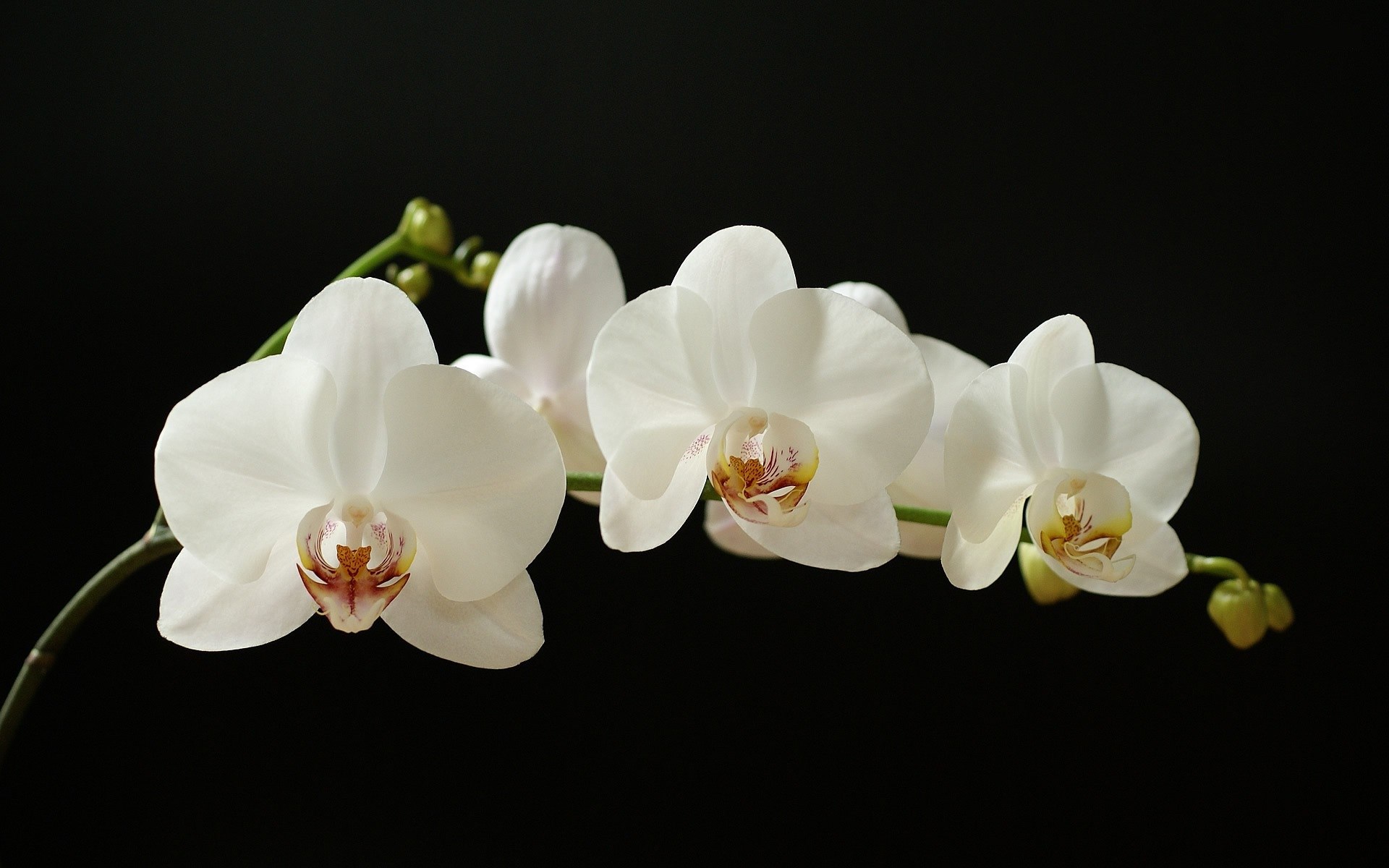 White orchids on a black background HD Wallpaper