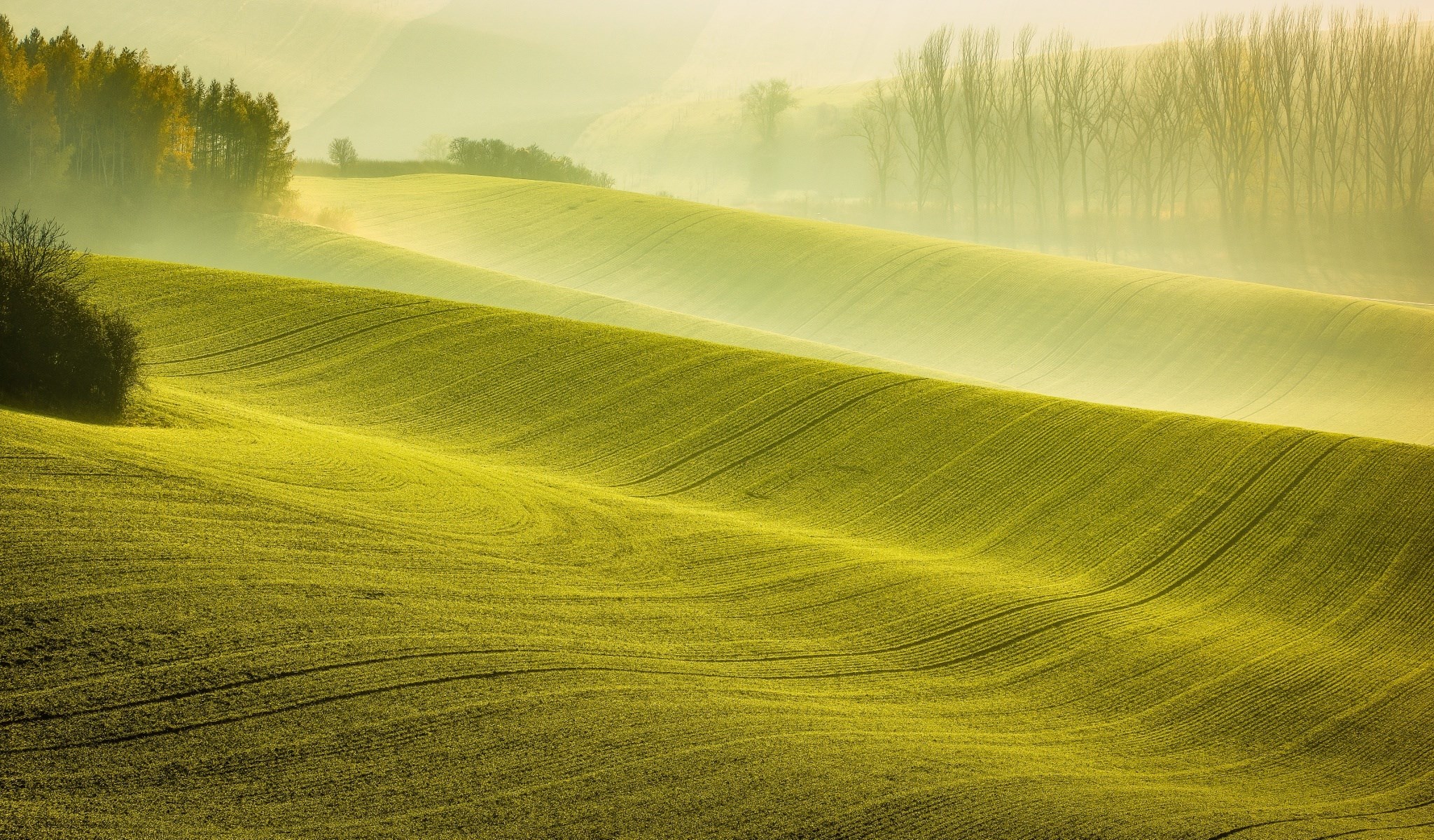 Rolling green fields with trees in the mist HD Wallpaper