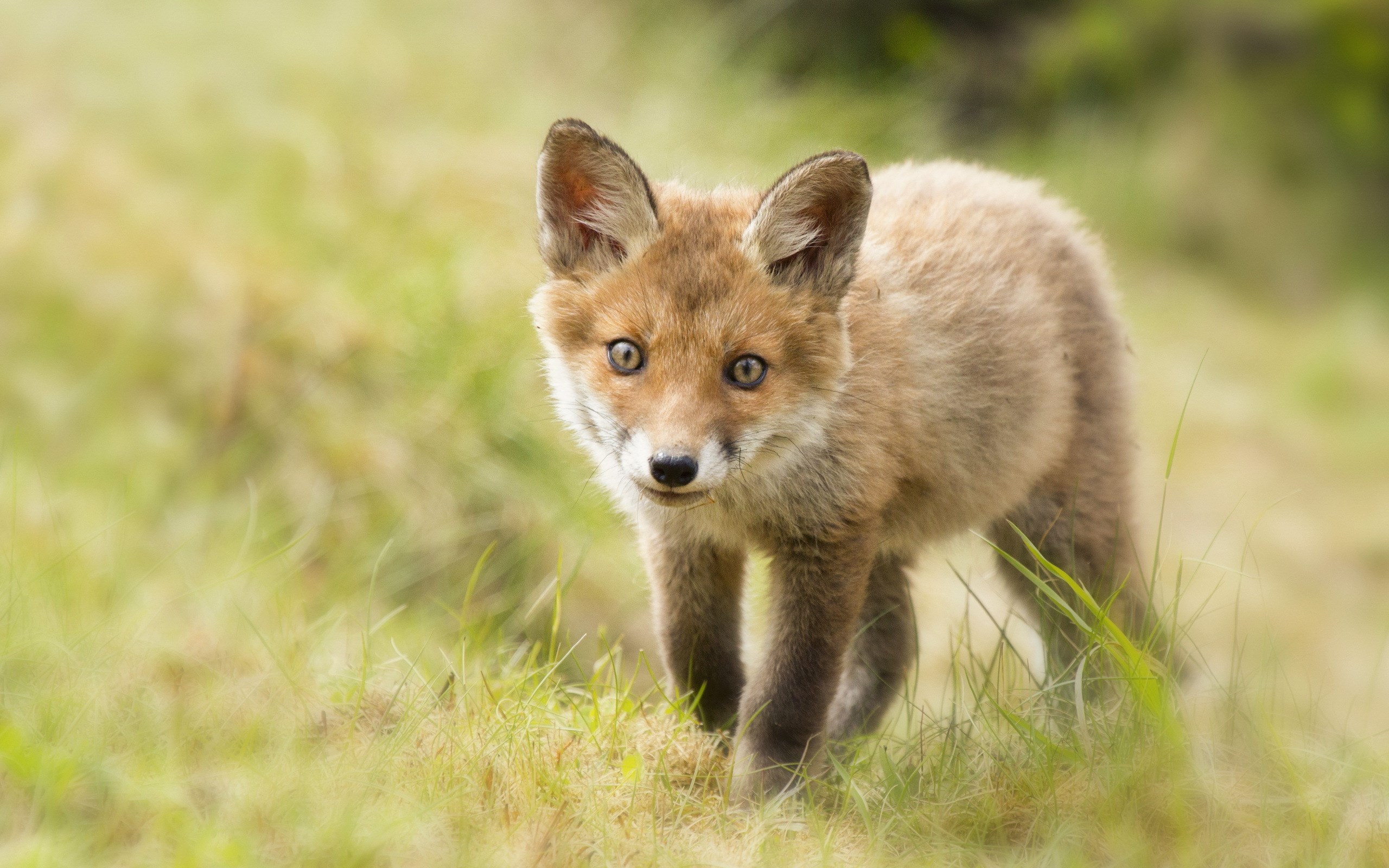 Young fox cub in grassy field HD Wallpaper