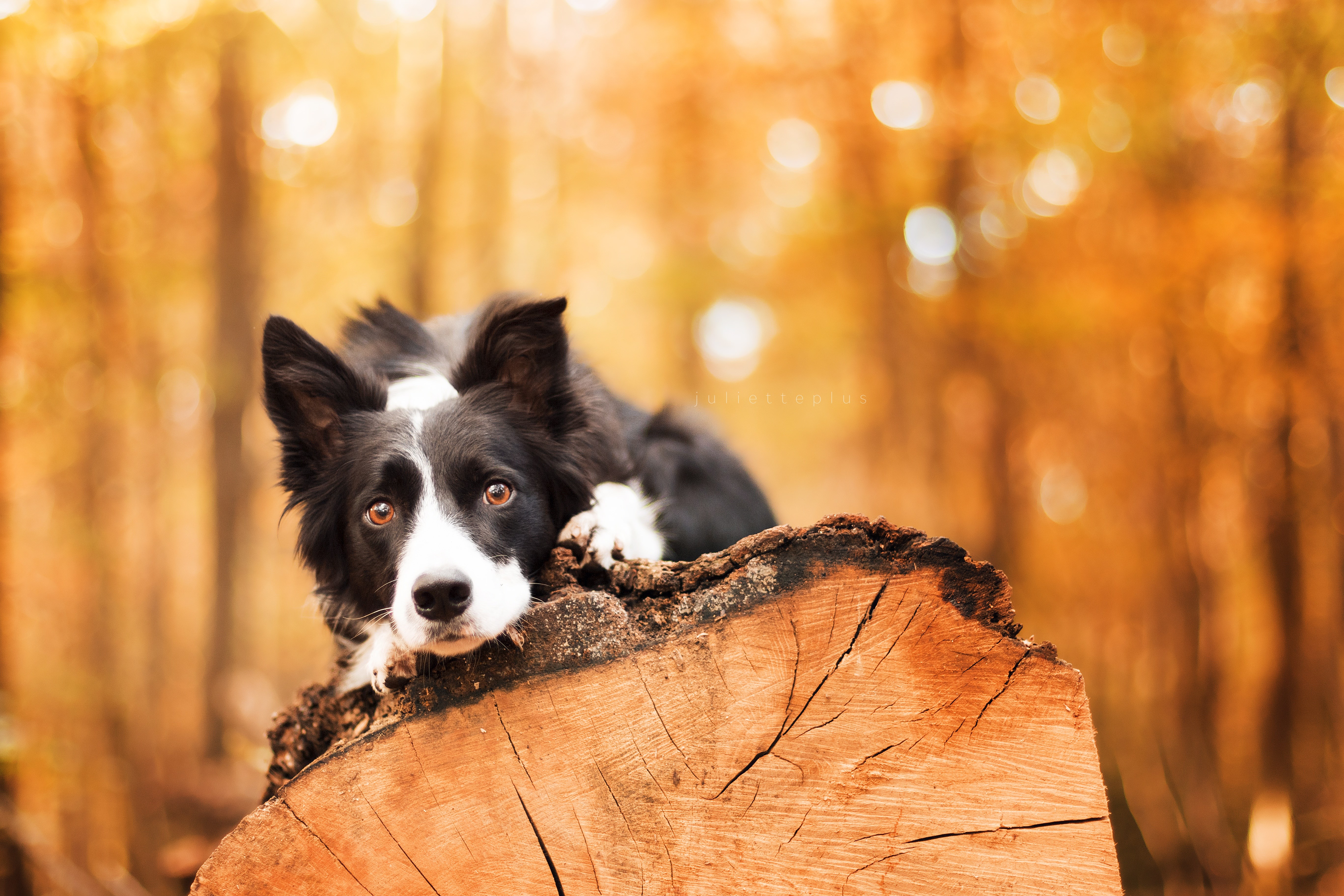 Border collie resting on a log in autumn forest HD Wallpaper