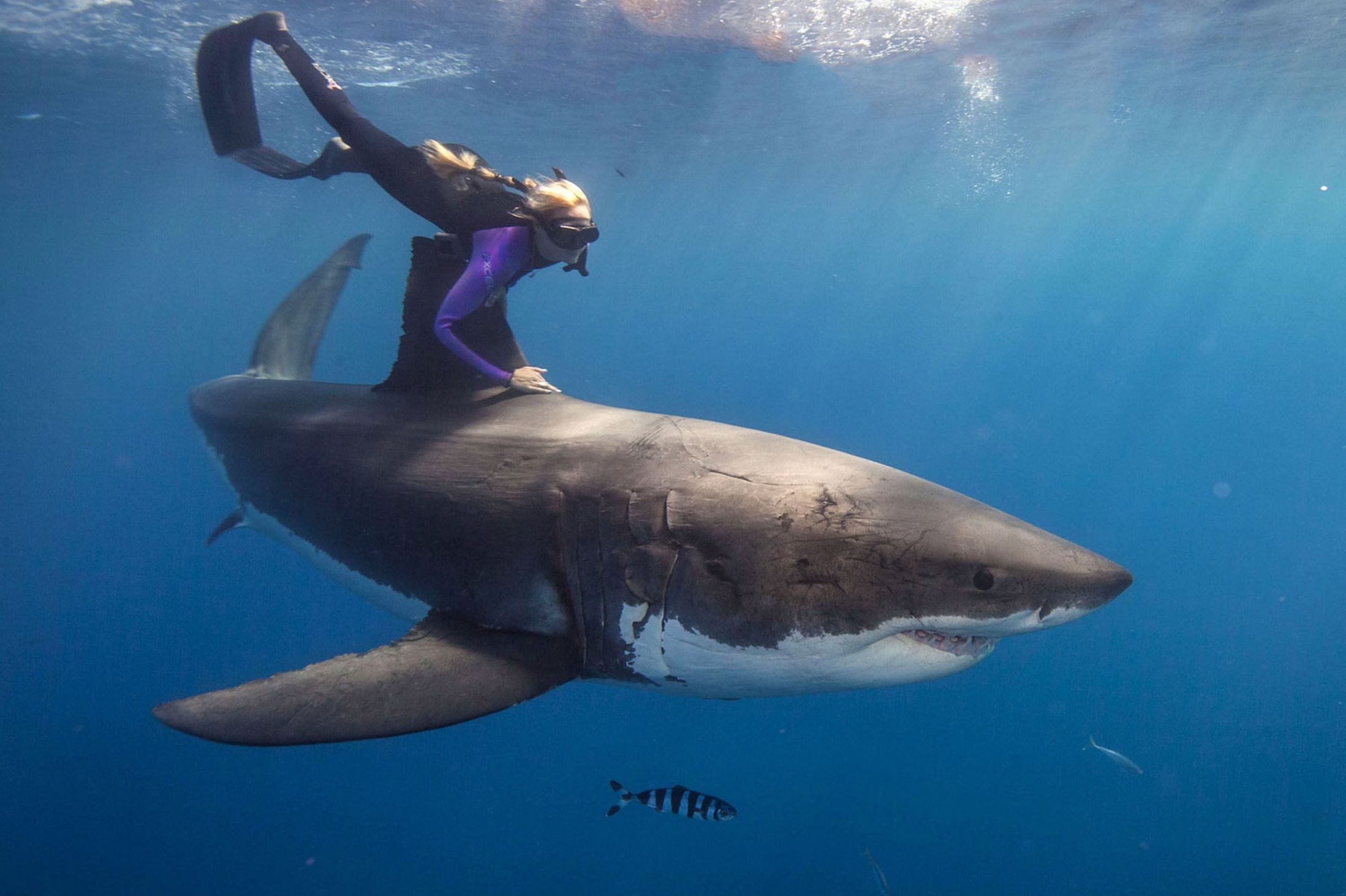 Woman free diving on a great white shark HD Wallpaper