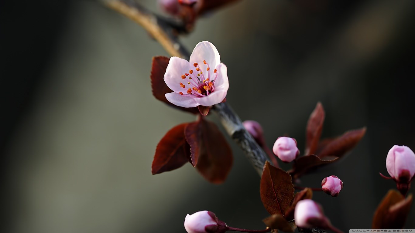 Pink cherry blossom flower and buds on a branch HD Wallpaper