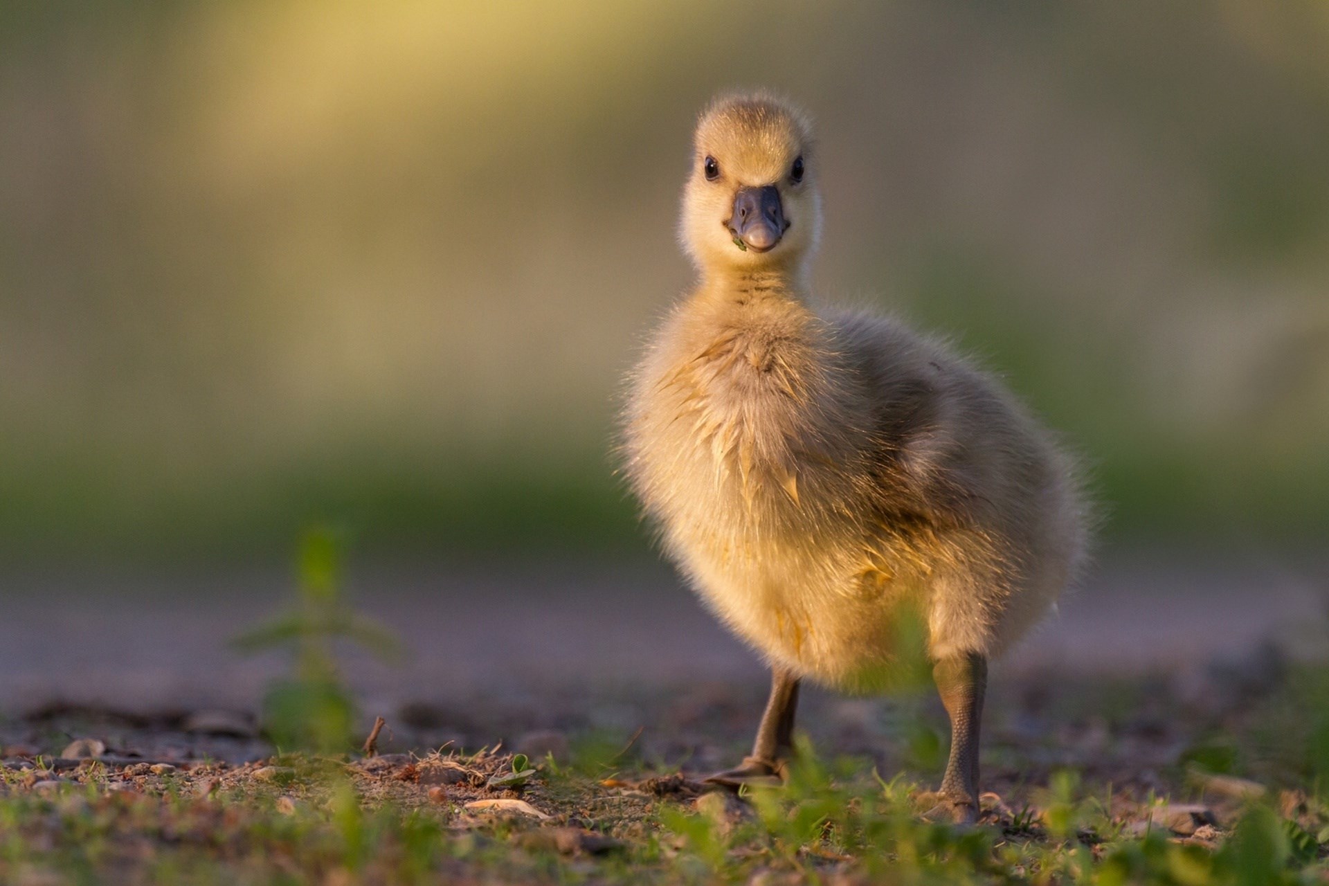 Cute baby goose standing on grass HD Wallpaper